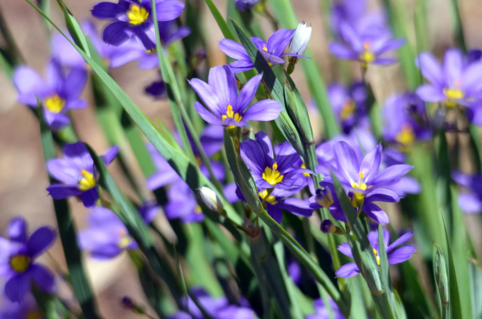 Blue-Eyed Grass (Sisyrinchium Bellum) — Blue-Eyed Grass thrives in USDA Hardiness Zones 4-9, flourishing in full to partial sunlight; not true, image 86