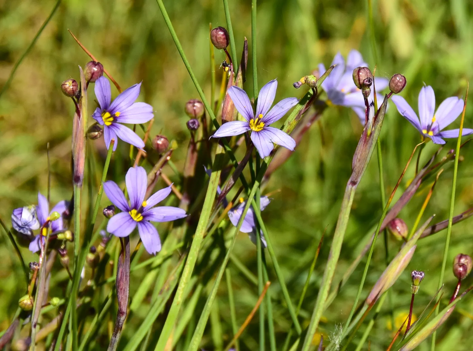 Blue-Eyed Grass (Sisyrinchium Bellum) — typically reaching a height of 12 to 18 inches with a similar spread; creating the 'blue eye' appearance, image 62