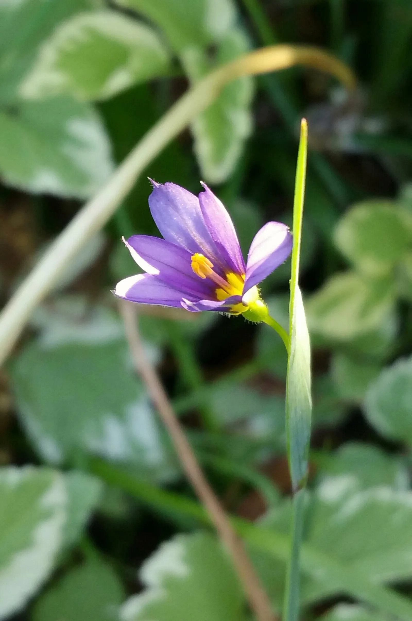 Blue-Eyed Grass (Sisyrinchium Bellum) — enhancing the garden's biodiversity; despite its name, it is not a true grass but a member of the Iris, image 72