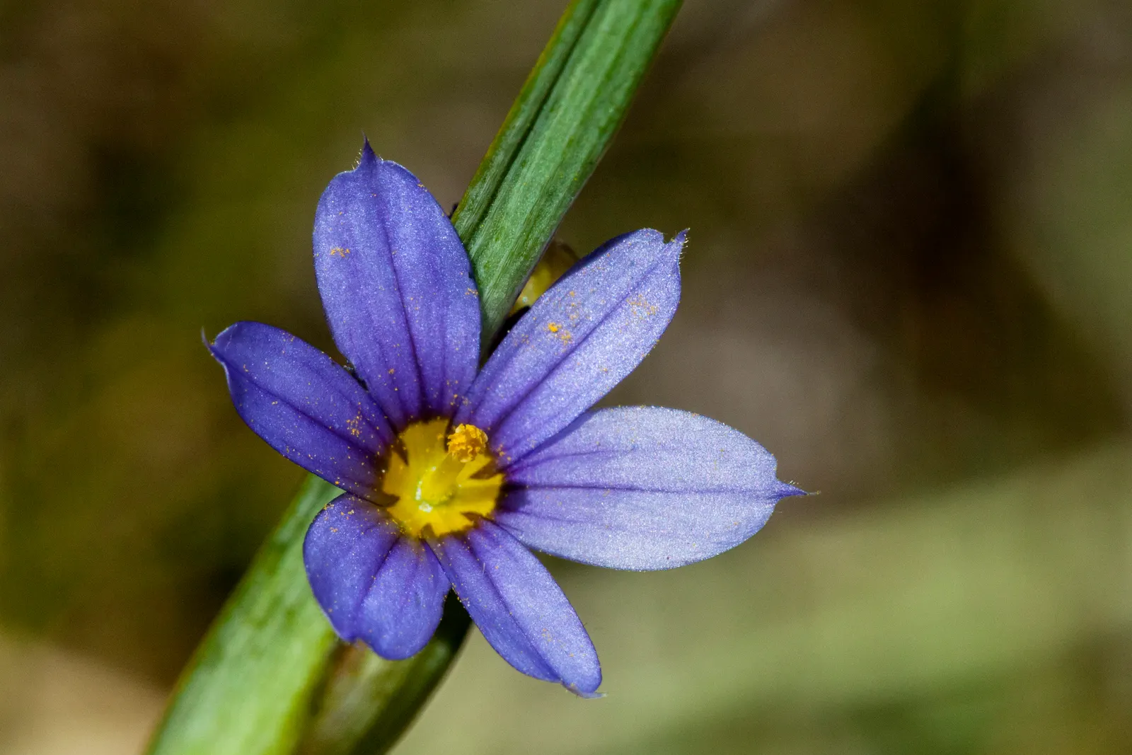 Blue-Eyed Grass (Sisyrinchium Bellum) — grass-like foliage that forms compact tufts of green