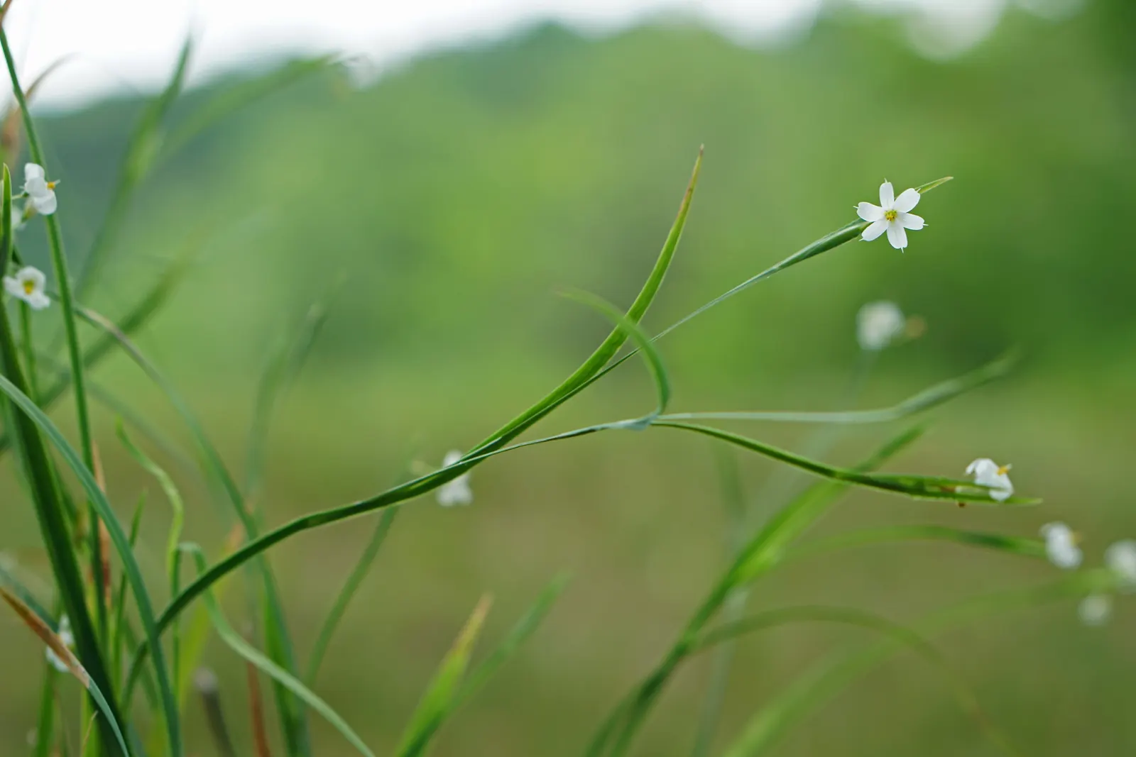 Blue-Eyed Grass (Sisyrinchium Bellum) — commonly referred to as Blue-Eyed Grass; is a charming herbaceous perennial native to the western United, image 109