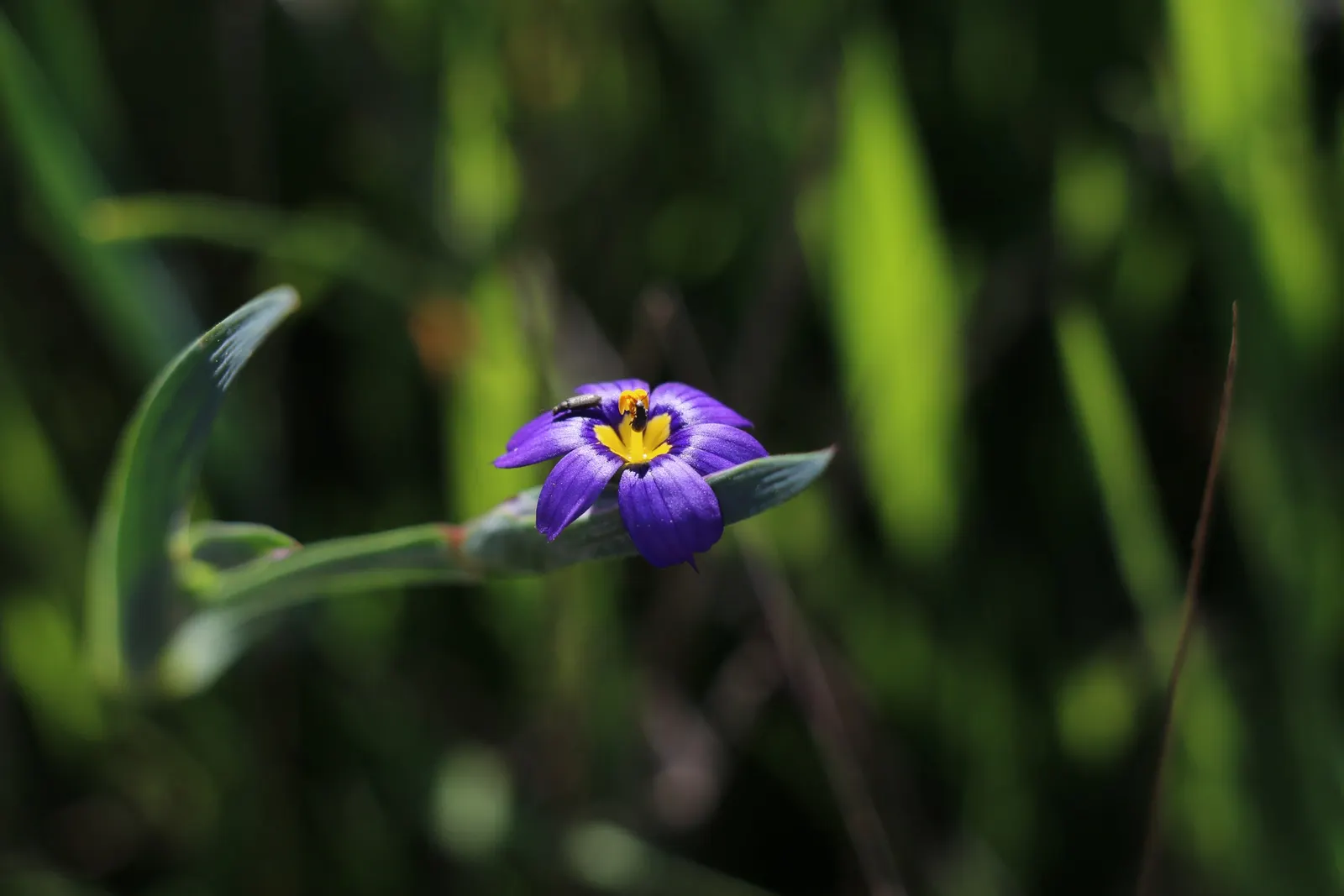Blue-Eyed Grass (Sisyrinchium Bellum) — Blue-Eyed Grass produces an abundance of small yet stunning star-shaped flowers; ideal for borders and rock, image 90