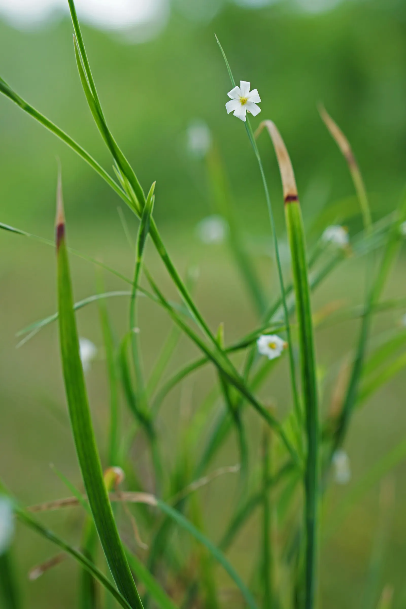 Blue-Eyed Grass (Sisyrinchium Bellum) — possess a striking deep blue hue with a gold center; it adapts well to various soil types, though it prefers, image 66