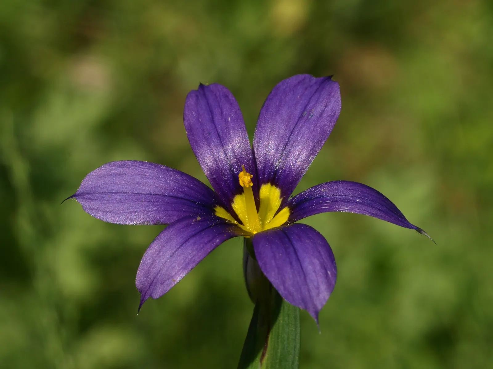 Blue-Eyed Grass (Sisyrinchium Bellum) — Despite its name, it is not a true grass but a member of the Iris family (Iridaceae); enhancing the garden's