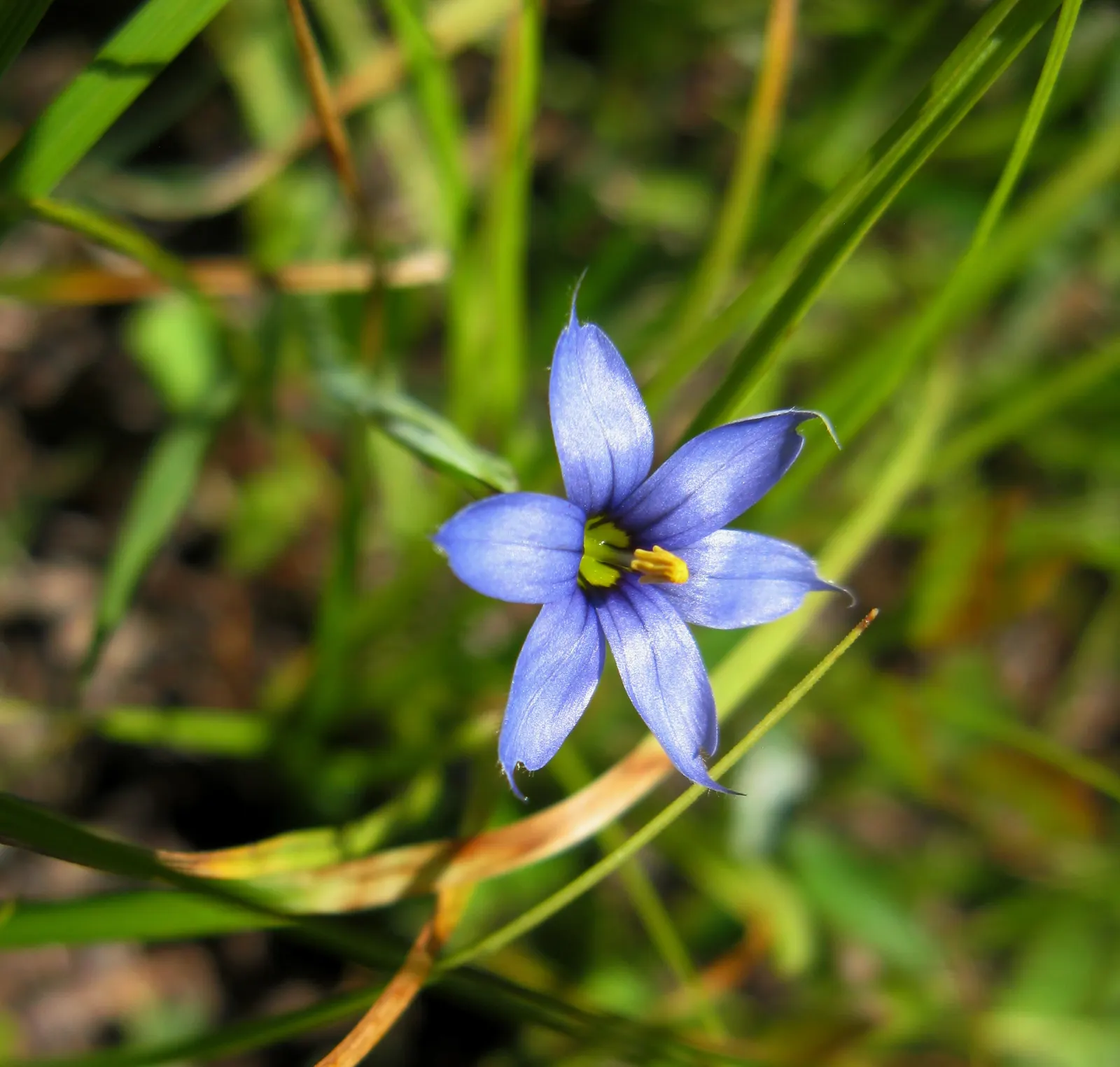 Blue-Eyed Grass (Sisyrinchium Bellum) — Hardy in USDA zones 4-9, it thrives in full sun to part shade and well-draining soil; in late spring to early summer