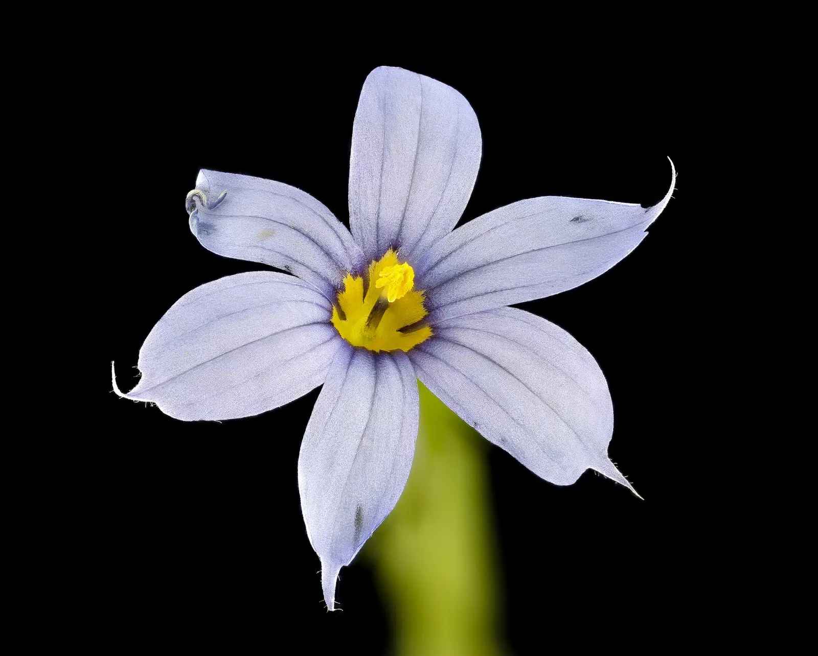 Blue-Eyed Grass (Sisyrinchium Bellum) — Hardy in USDA zones 4-9, it thrives in full sun to part shade and well-draining soil