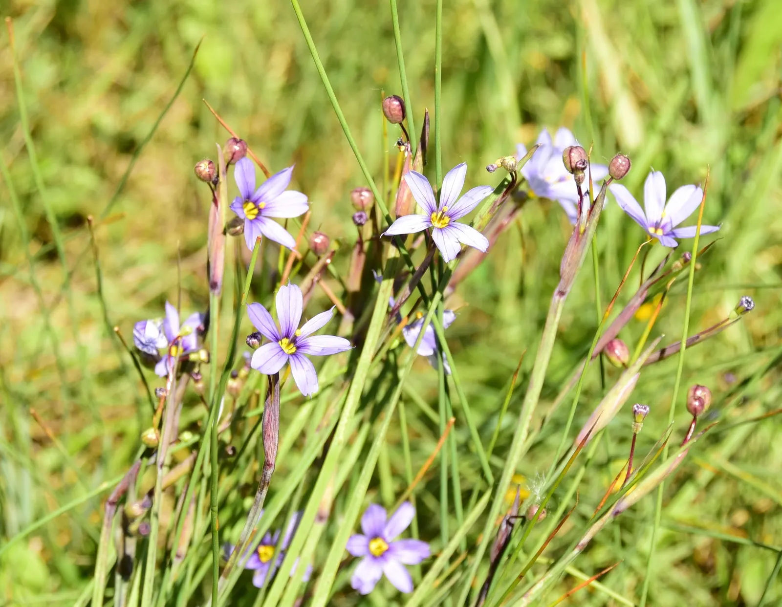 Blue-Eyed Grass (Sisyrinchium Bellum) — Hardy in USDA zones 4-9, it thrives in full sun to part shade and well-draining soil; in late spring to, image 54