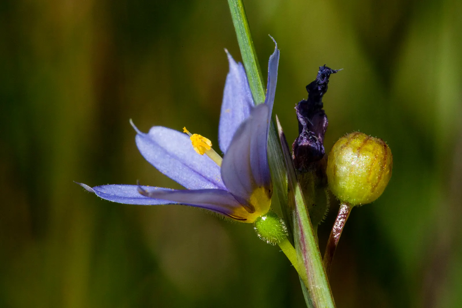 Blue-Eyed Grass (Sisyrinchium Bellum) — While it can tolerate light foot traffic