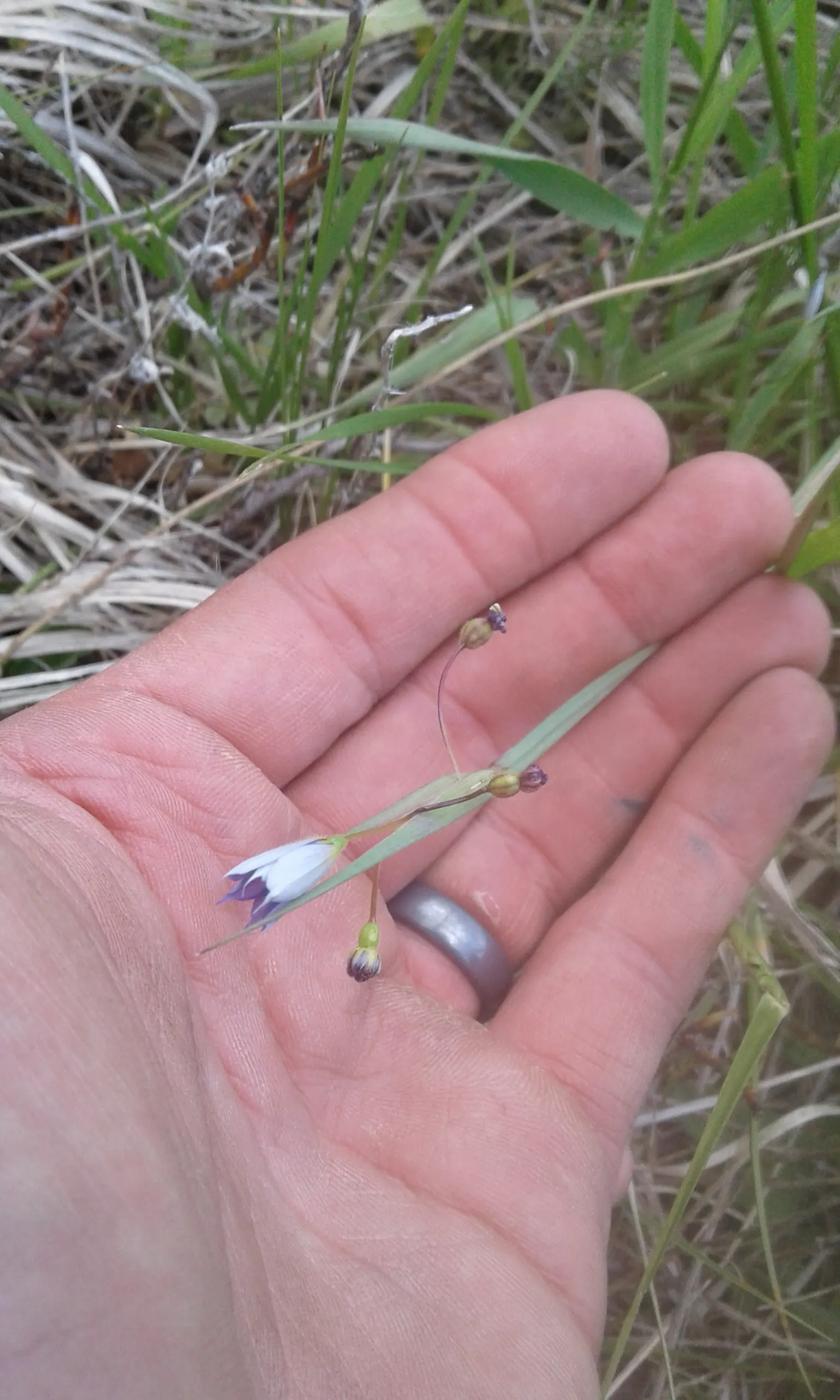 Blue-Eyed Grass (Sisyrinchium Bellum) — grass-like foliage that forms compact tufts of green; blue-Eyed Grass thrives in USDA Hardiness Zones 4-9, flourishing