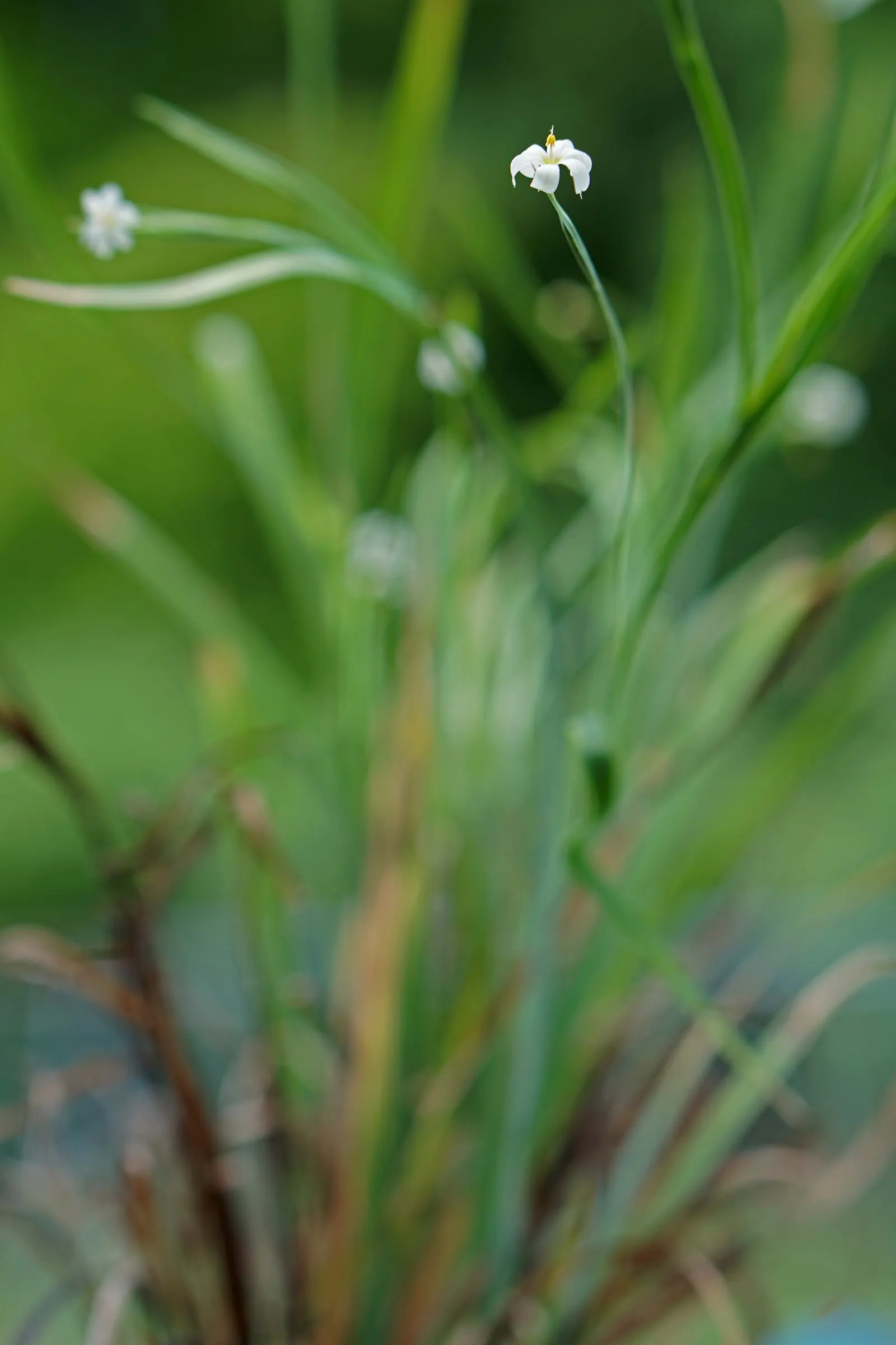 Blue-Eyed Grass (Sisyrinchium Bellum) — Not true grass, it boasts striking, blue-purple flowers resembling a small iris, set against emerald, image 53