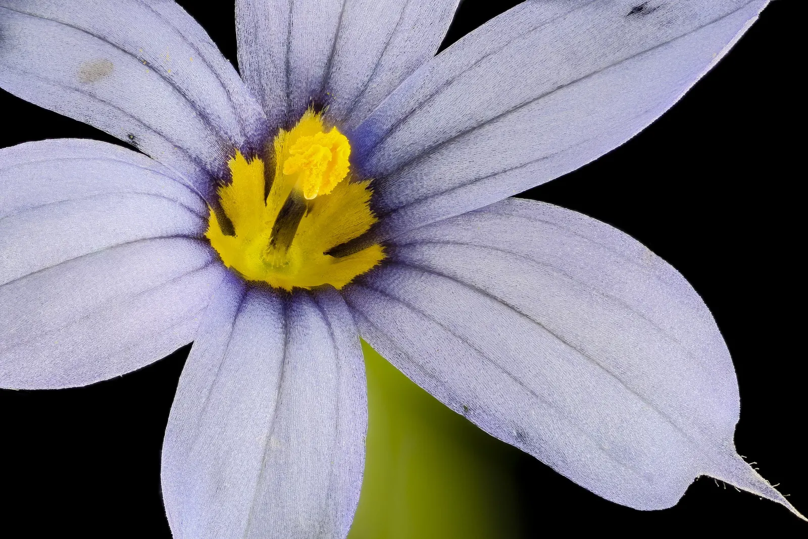Blue-Eyed Grass (Sisyrinchium Bellum) — grass-like foliage that forms compact tufts of green; blue-Eyed Grass thrives in USDA Hardiness Zones 4-9, image 87
