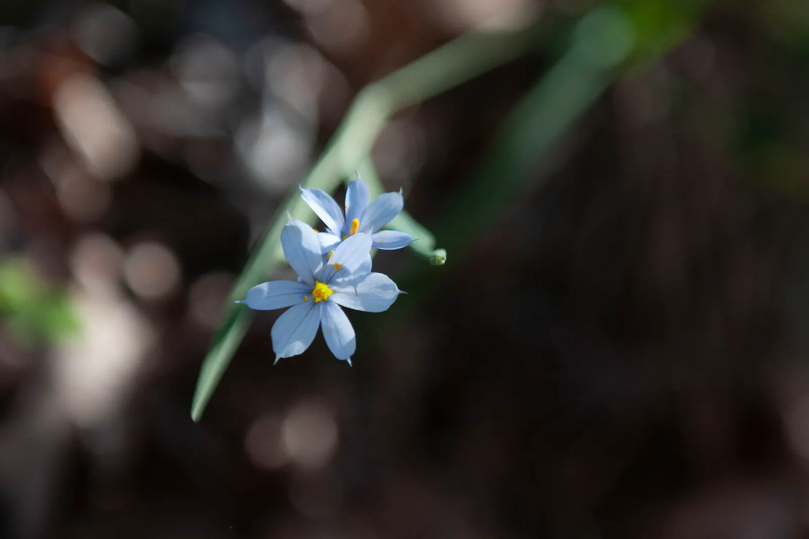 Blue-Eyed Grass (Sisyrinchium Bellum) — Blue-Eyed Grass produces an abundance of small yet stunning star-shaped flowers; ideal for borders and rock, image 64