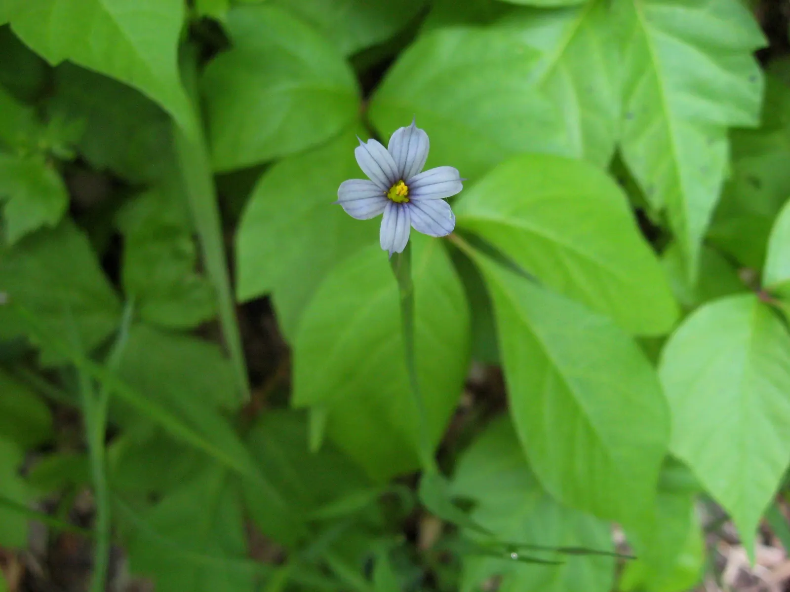 Blue-Eyed Grass (Sisyrinchium Bellum) — While it can tolerate light foot traffic; it is best placed along borders