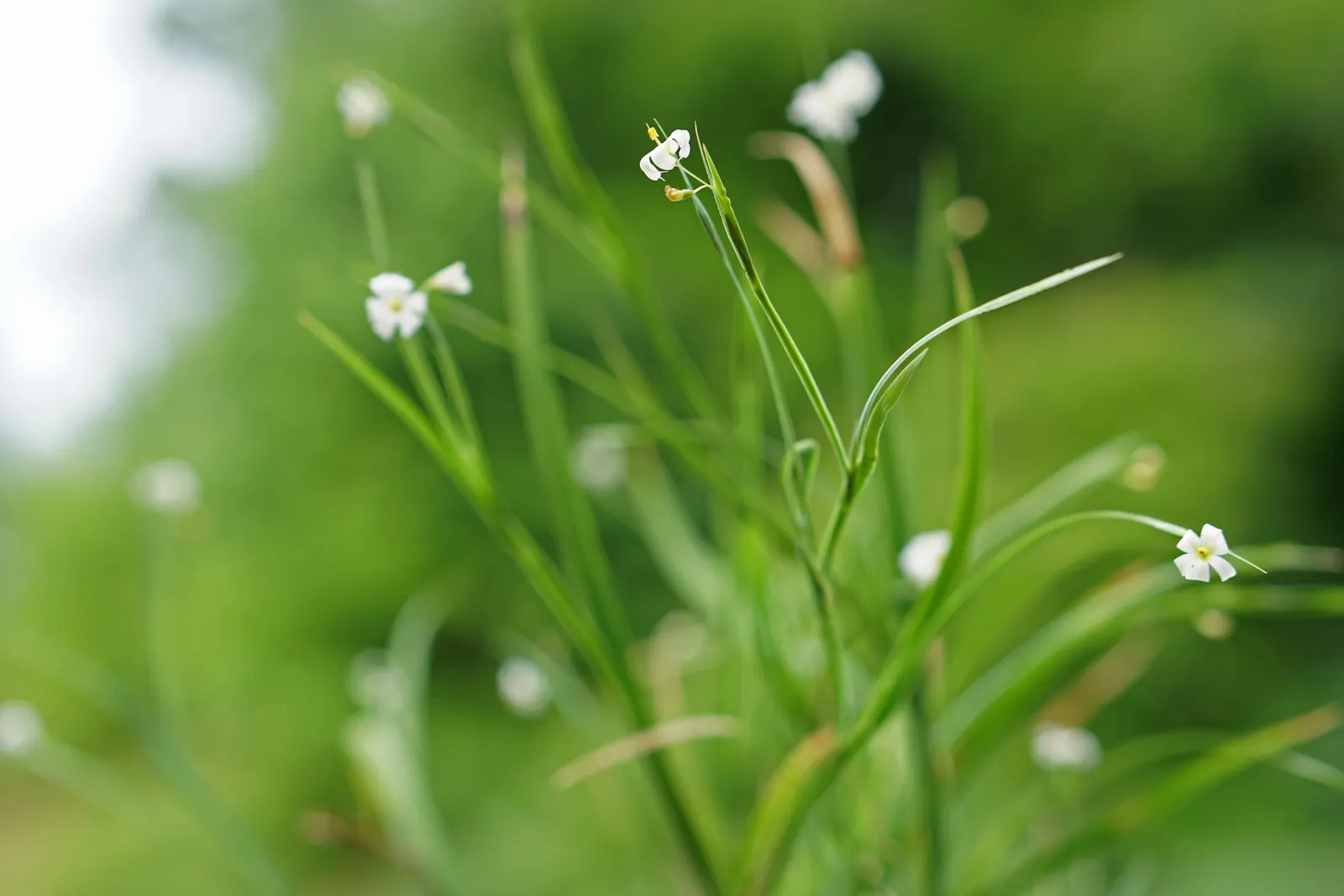 Blue-Eyed Grass (Sisyrinchium Bellum) — perennial for full or half; providing versatility in placement throughout your design, image 104