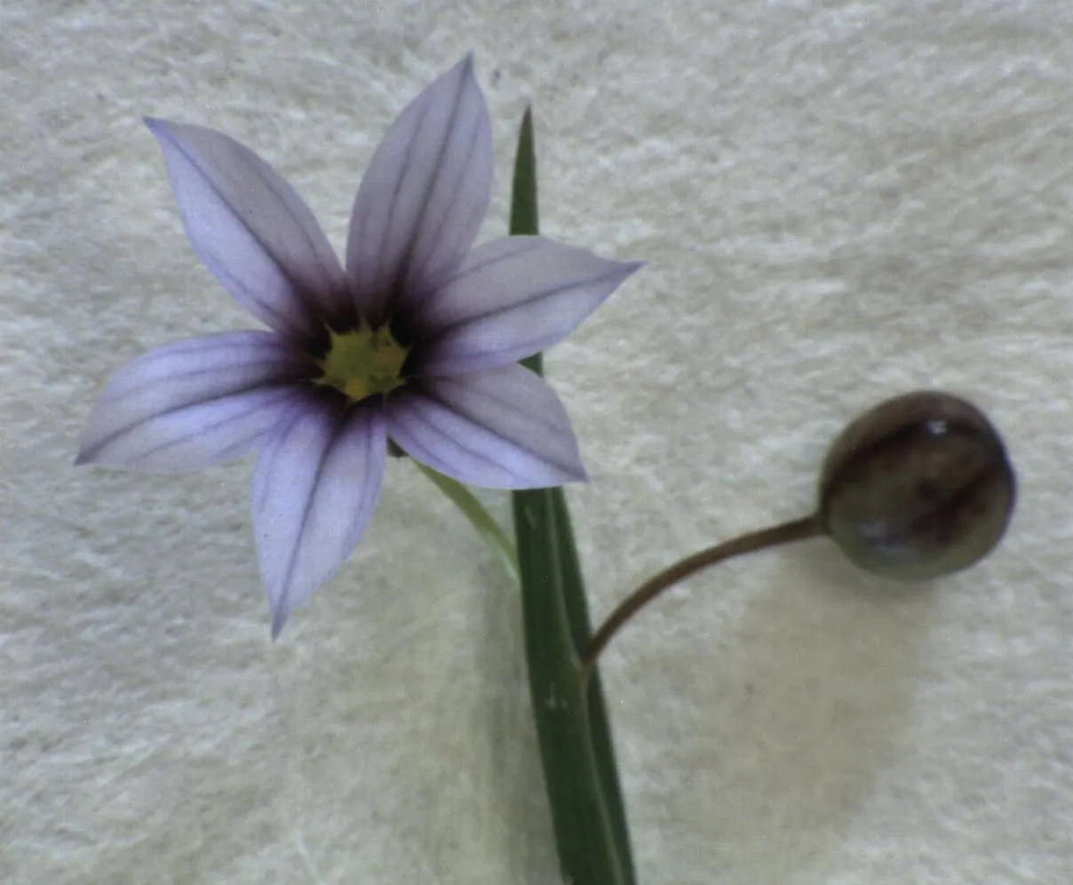 Blue-Eyed Grass (Sisyrinchium Bellum) — Blue-Eyed Grass thrives in USDA Hardiness Zones 4-9, flourishing in full to partial sunlight; not true, image 112