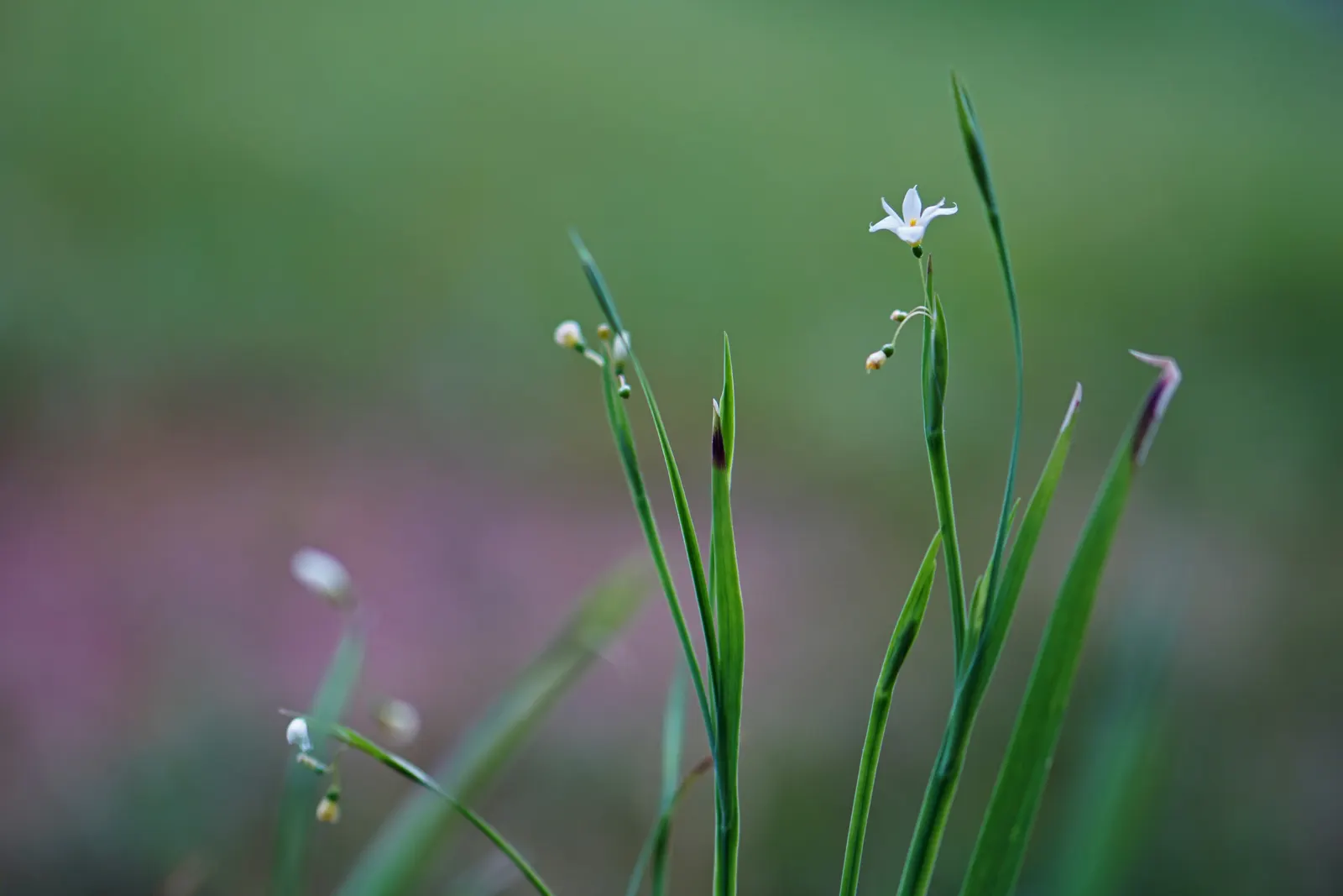 Blue-Eyed Grass (Sisyrinchium Bellum) — creating the 'blue eye' appearance that gives the plant its name; blue and purple flowers in the garden, image 119