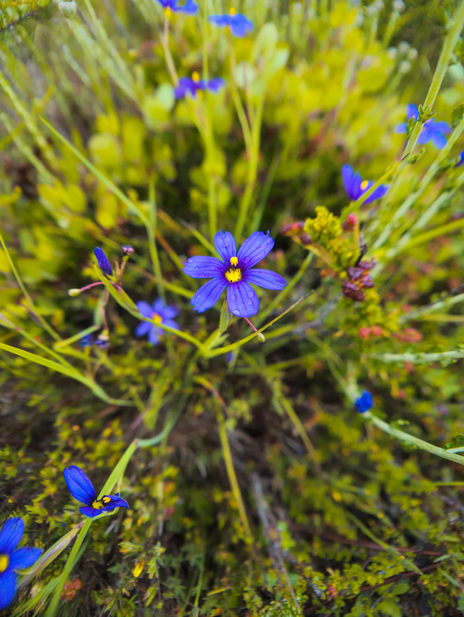 Blue-Eyed Grass (Sisyrinchium Bellum) — creating the 'blue eye' appearance that gives the plant its name; blue and purple flowers in the garden, image 93