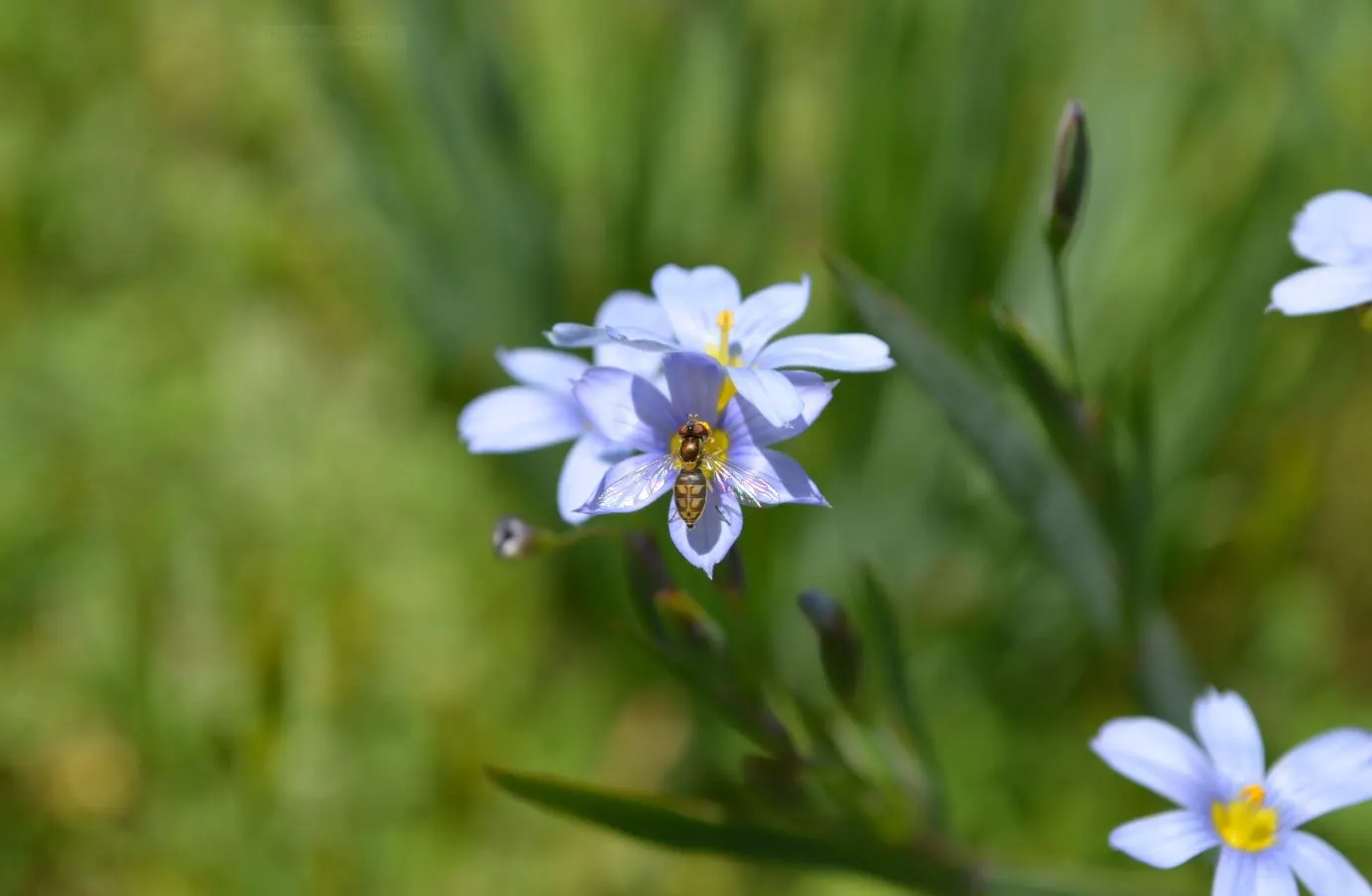 Blue-Eyed Grass (Sisyrinchium Bellum) — Its compact size also makes Sisyrinchium bellum suitable for container gardening; for a striking visual, image 126