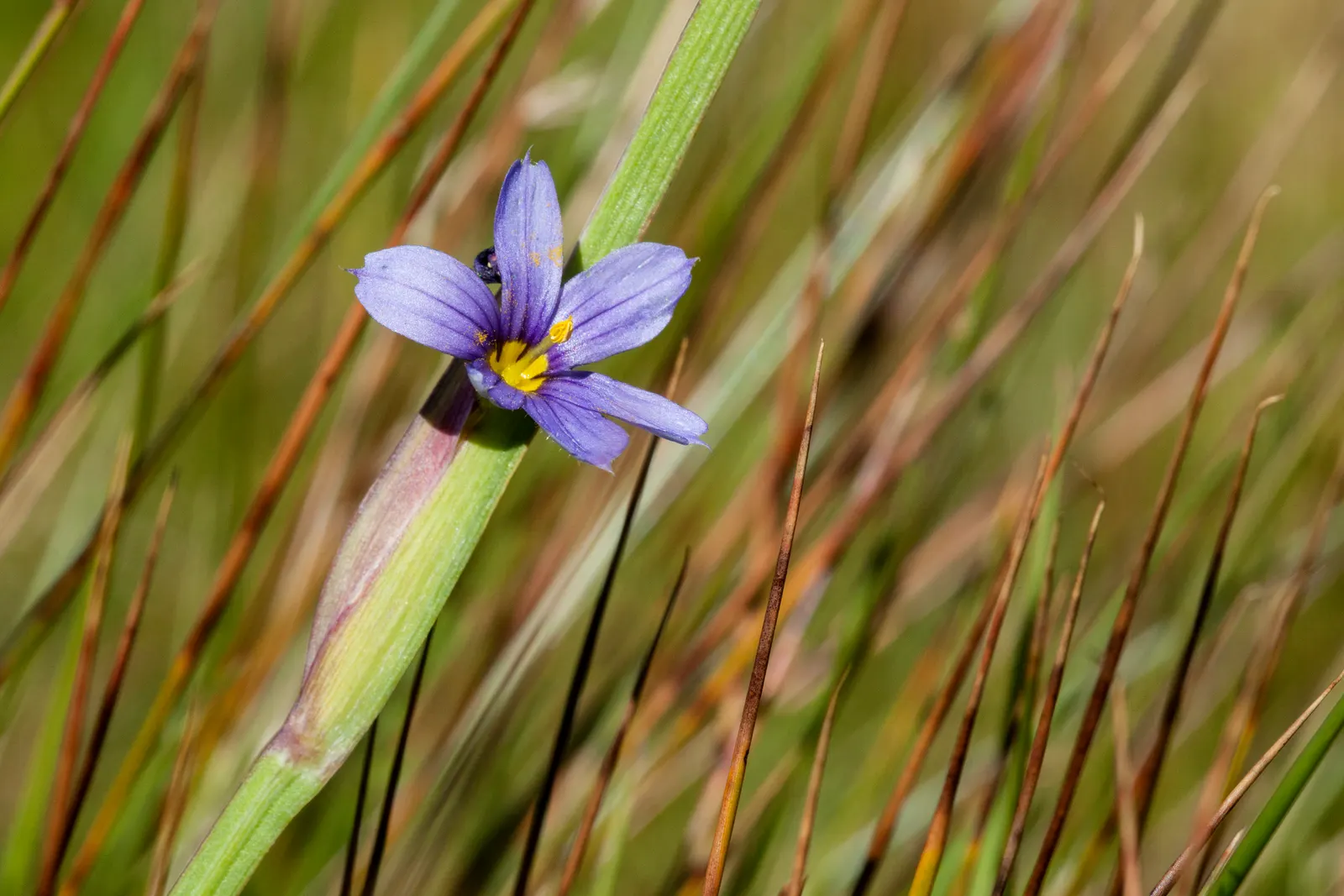 Blue-Eyed Grass (Sisyrinchium Bellum) — each about half an inch across; typically reaching a height of 12 to 18 inches with a similar spread