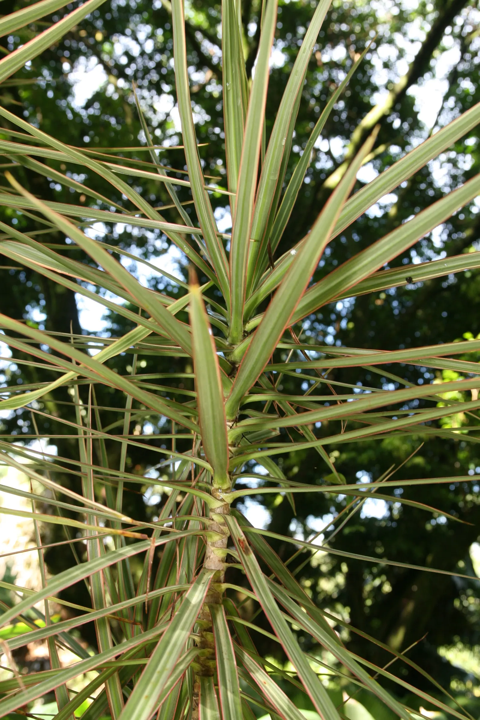 Red-Edged Dracaena (Dracaena Marginata) — tree for half or shade; consider using Dracaena marginata as a focal point in containers or as part of a, image 72