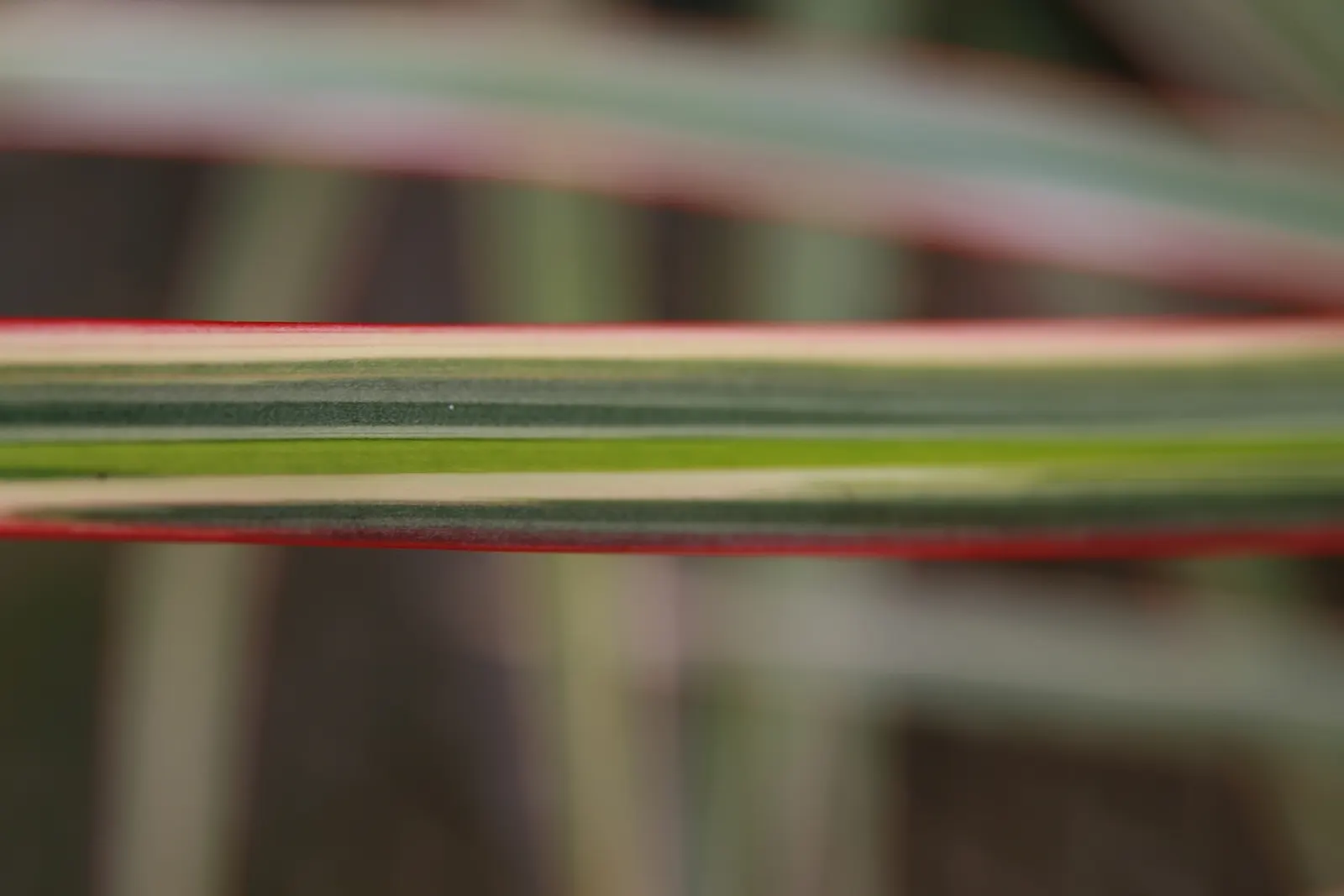 Red-Edged Dracaena (Dracaena Marginata) — This plant is characterized by its narrow leaves with vivid red edges, emanating from a central cane, image 74
