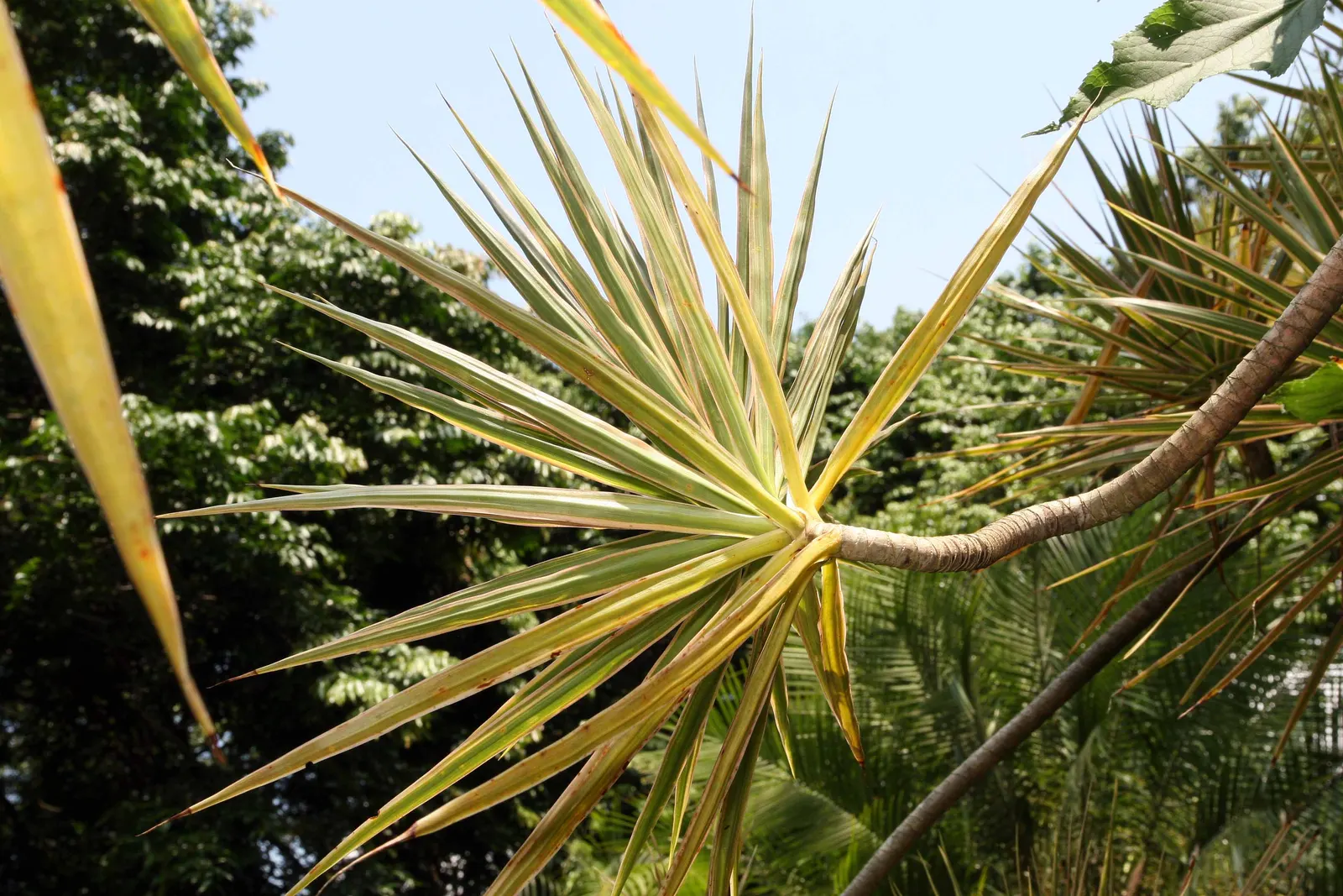 Red-Edged Dracaena (Dracaena Marginata) — This plant is characterized by its narrow leaves with vivid red edges, emanating from a central cane