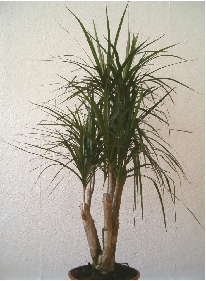 Red-Edged Dracaena (Dracaena Marginata) — This plant is recognized for its thin; mature specimens can reach heights of 10 to 15 feet with a spread, image 81