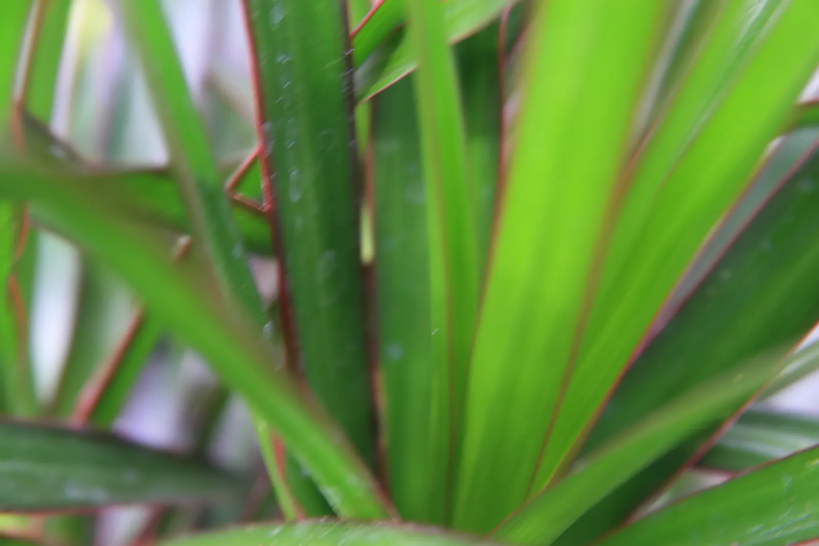 Red-Edged Dracaena (Dracaena Marginata) — with a watering schedule that allows the soil to dry slightly between sessions; dracaena marginata prospers in