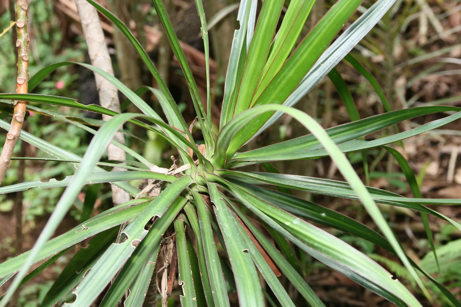 Red-Edged Dracaena (Dracaena Marginata) — This species flourishes in well-draining soil and requires moderate moisture; the Red-Edged Chevron Plant, image 63