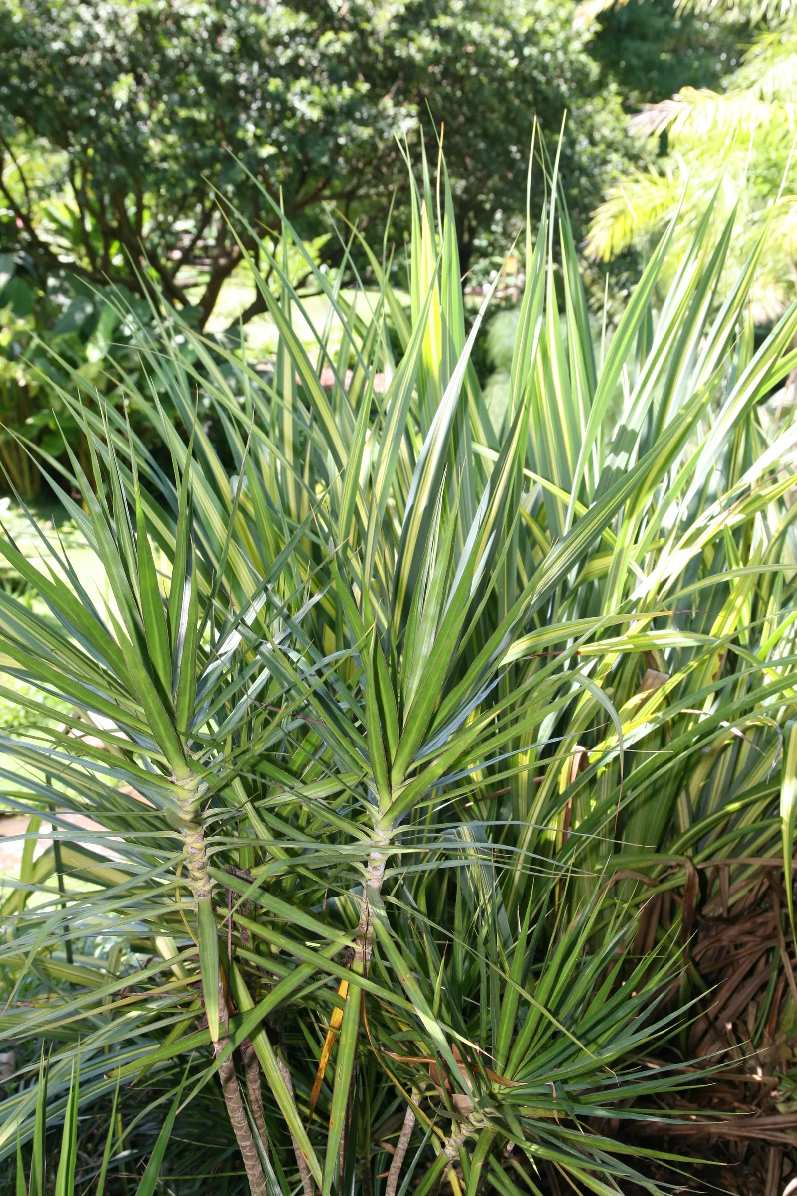 Red-Edged Dracaena (Dracaena Marginata) — arching leaves that boast vibrant red edges; it acts as a natural air purifier, image 82