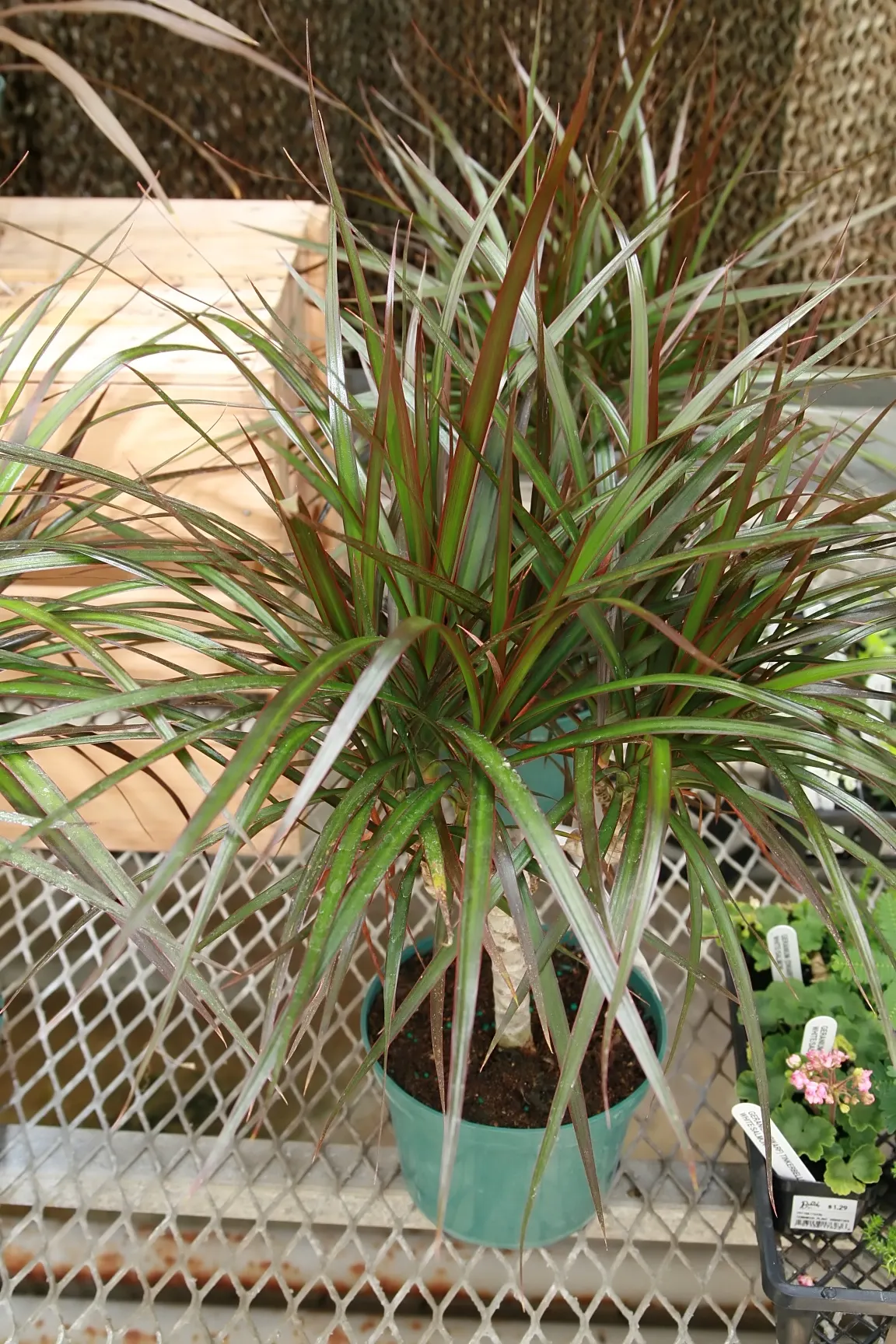 Red-Edged Dracaena (Dracaena Marginata) — it acts as a natural air purifier