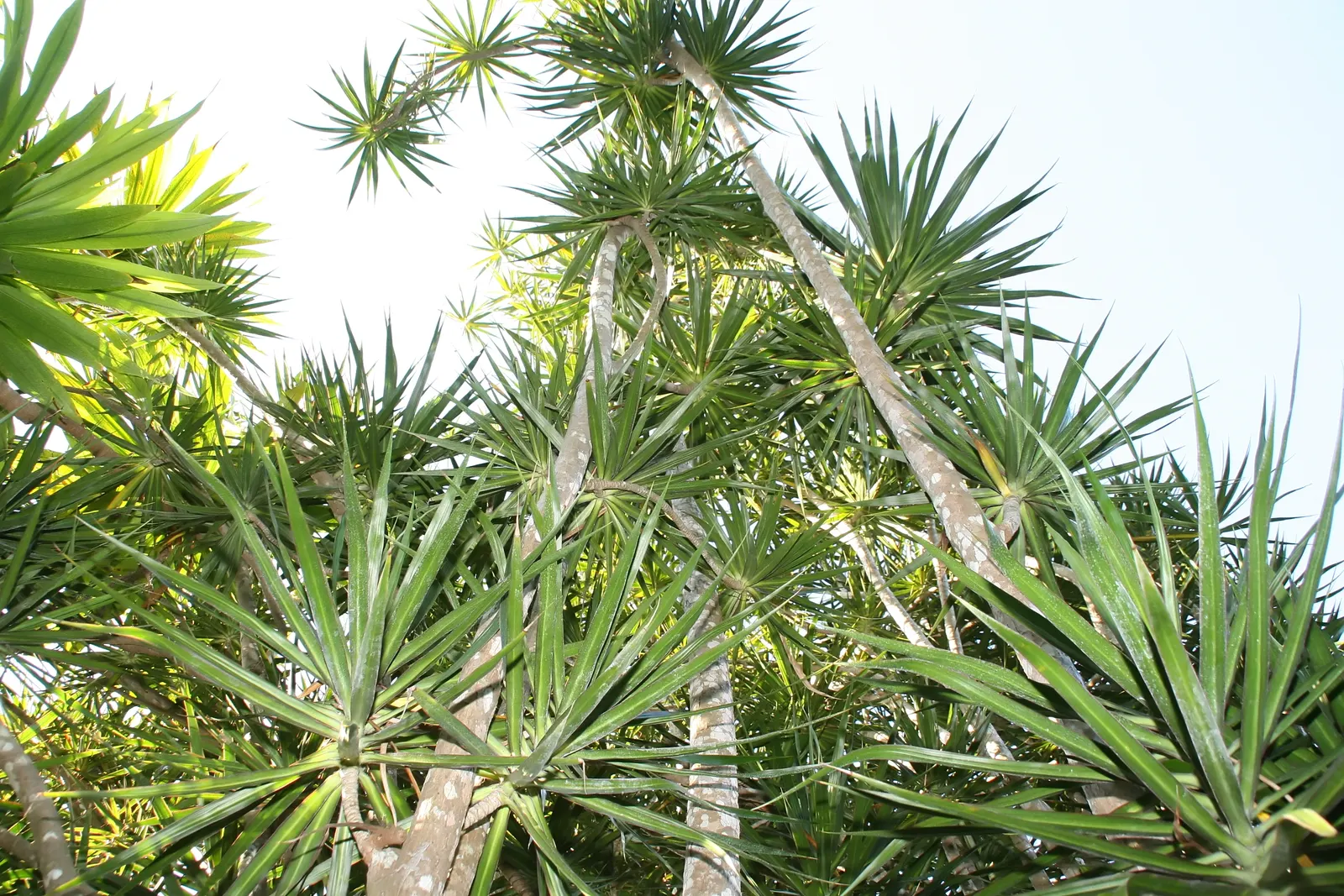 Red-Edged Dracaena (Dracaena Marginata) — Mature specimens can reach up to 10 feet tall with a spread of 3 feet; making it ideal for busy, image 51