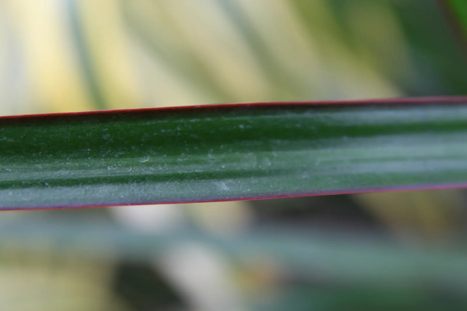 Red-Edged Dracaena (Dracaena Marginata) — Dracaena marginata, also known as the Red-Edged Chevron Plant, is a striking, low-maintenance evergreen, image 49
