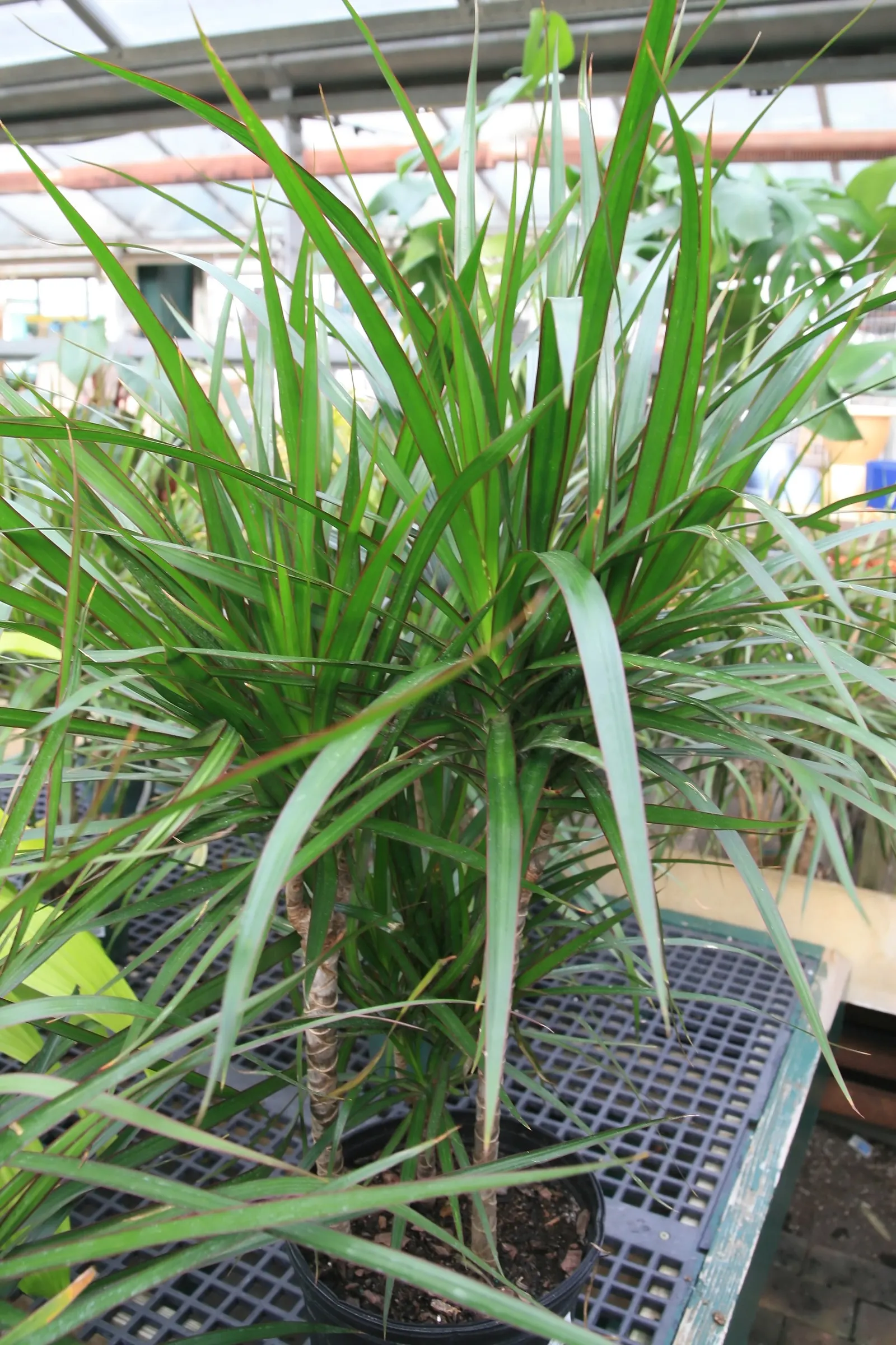 Red-Edged Dracaena (Dracaena Marginata) — This plant is recognized for its thin; mature specimens can reach heights of 10 to 15 feet with a spread, image 57
