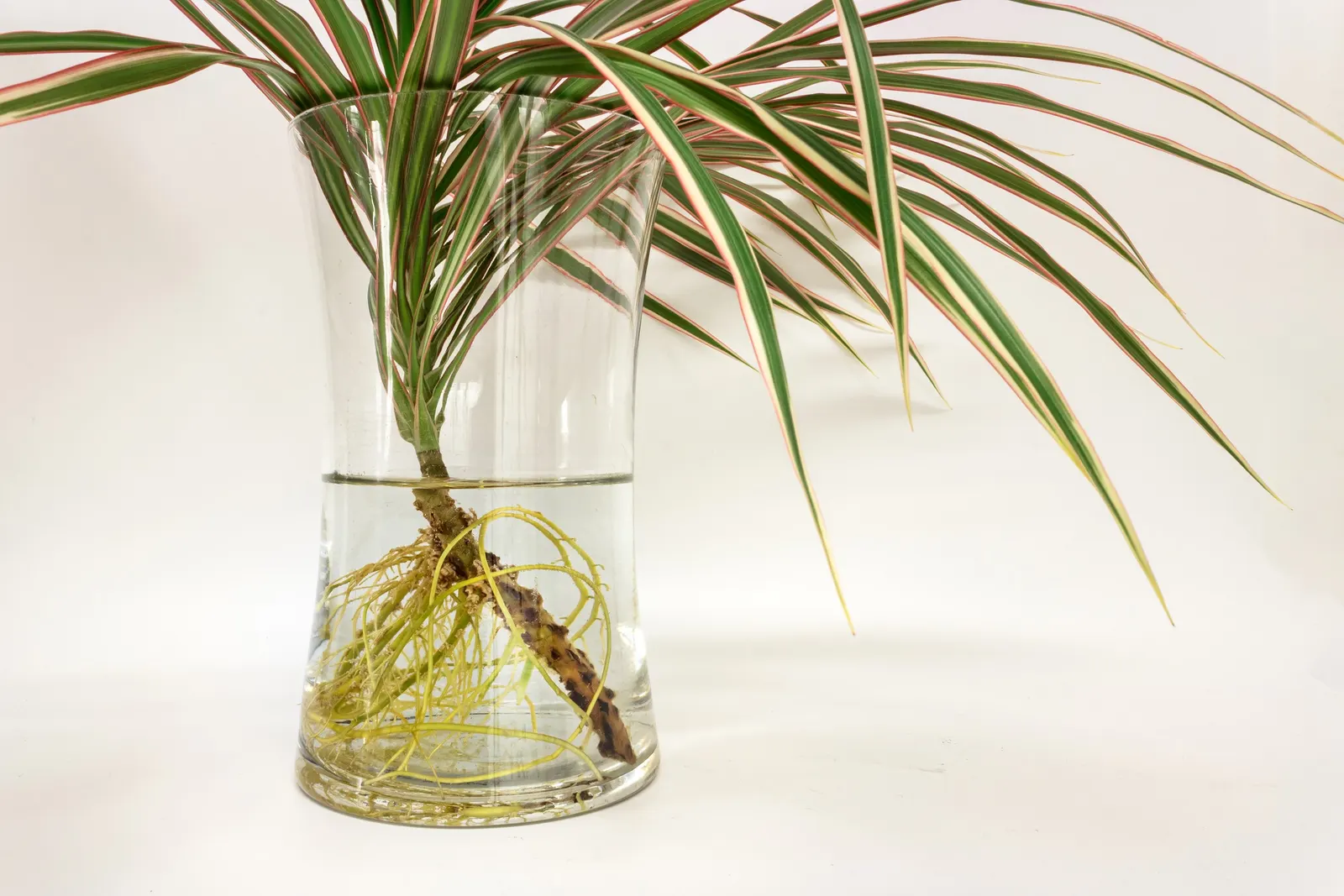 Red-Edged Dracaena (Dracaena Marginata) — with a watering schedule that allows the soil to dry slightly between sessions; dracaena marginata, image 88