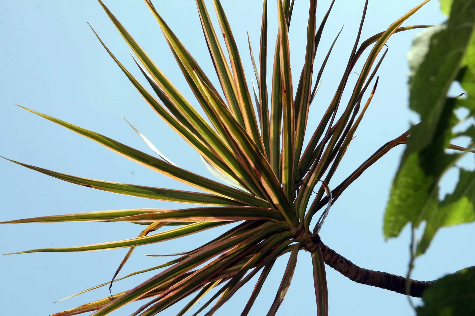 Red-Edged Dracaena (Dracaena Marginata) — This plant is recognized for its thin