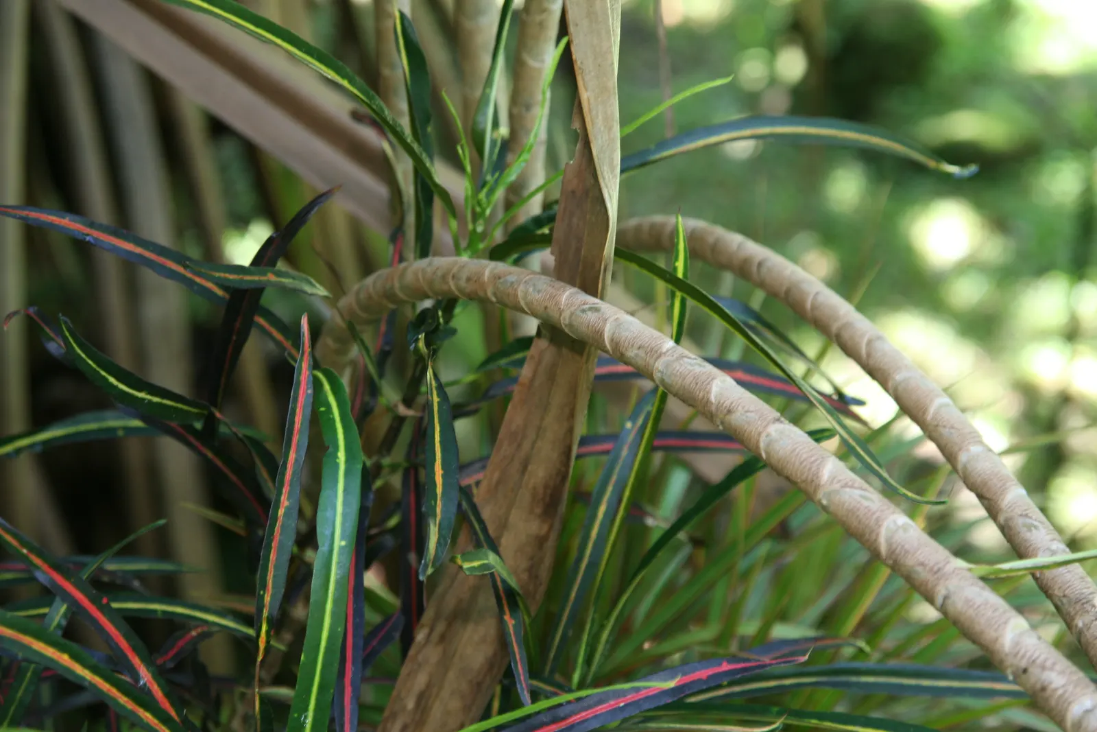 Red-Edged Dracaena (Dracaena Marginata) — Dracaena marginata prospers in partial shade to indirect sunlight; with a watering schedule that allows, image 61