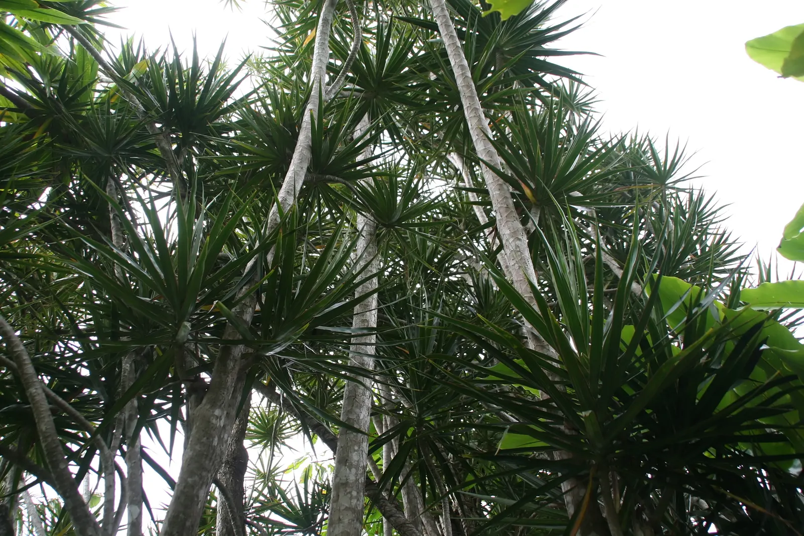 Red-Edged Dracaena (Dracaena Marginata) — making it ideal for busy homeowners wishing for a touch of the tropics without the upkeep; mature, image 90