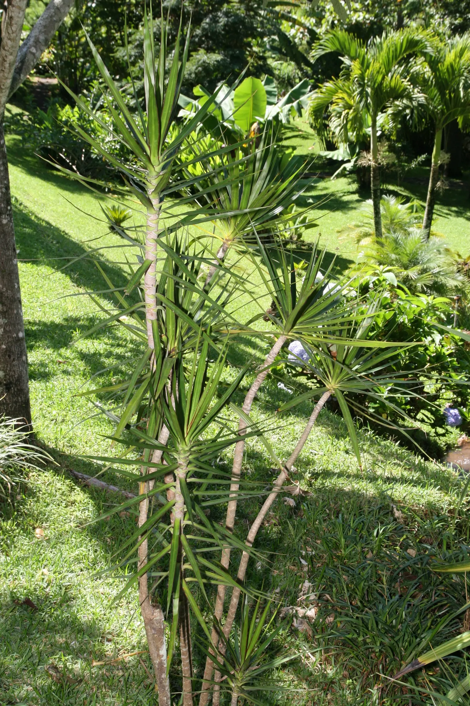 Red-Edged Dracaena (Dracaena Marginata) — it acts as a natural air purifier; arching leaves that boast vibrant red edges, image 67