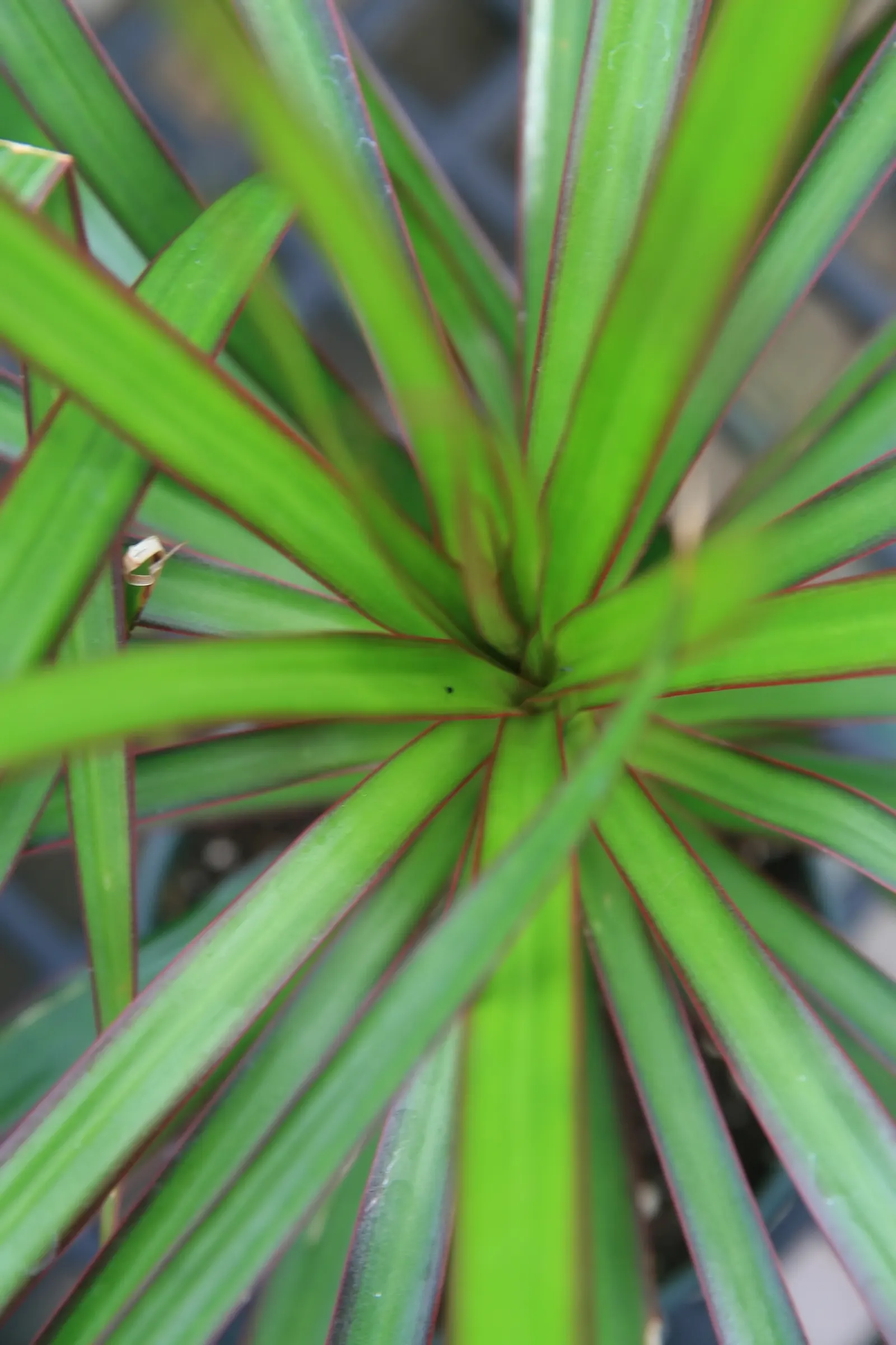 Red-Edged Dracaena (Dracaena Marginata) — consider using Dracaena marginata as a focal point in containers or as part of a mixed border; tree for, image 69