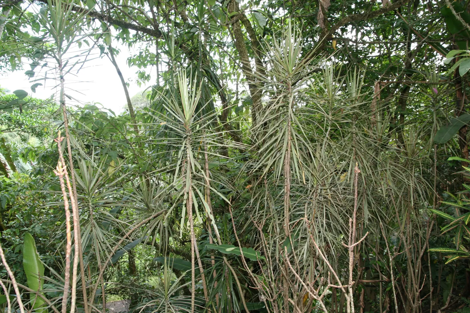 Red-Edged Dracaena (Dracaena Marginata) — Its vertical growth and bold foliage make it an ideal accent in minimalist or tropical landscapes; is a, image 77