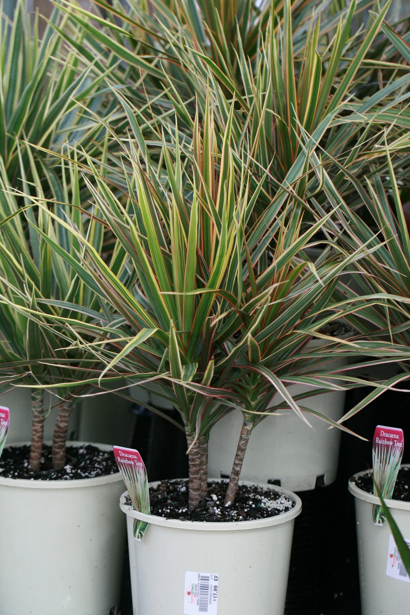 Red-Edged Dracaena (Dracaena Marginata) — although its signature red margins become most pronounced when the plant is placed in bright; creating a balanced and