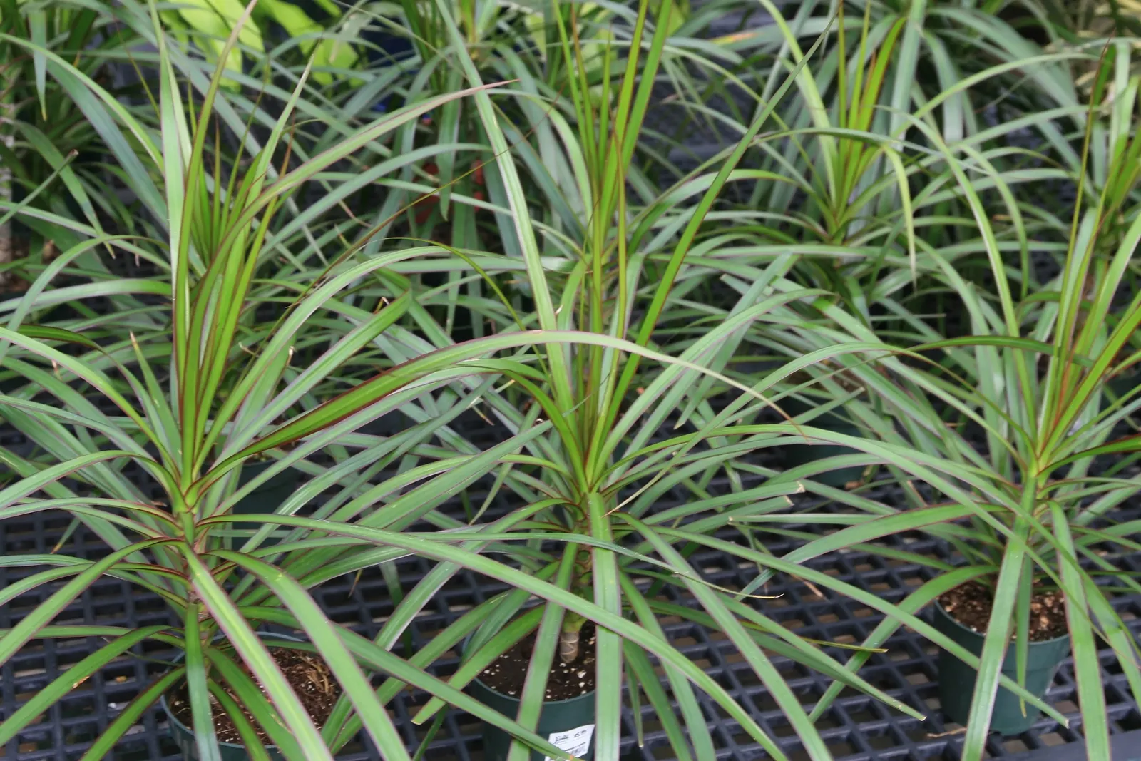 Red-Edged Dracaena (Dracaena Marginata) — it acts as a natural air purifier; arching leaves that boast vibrant red edges