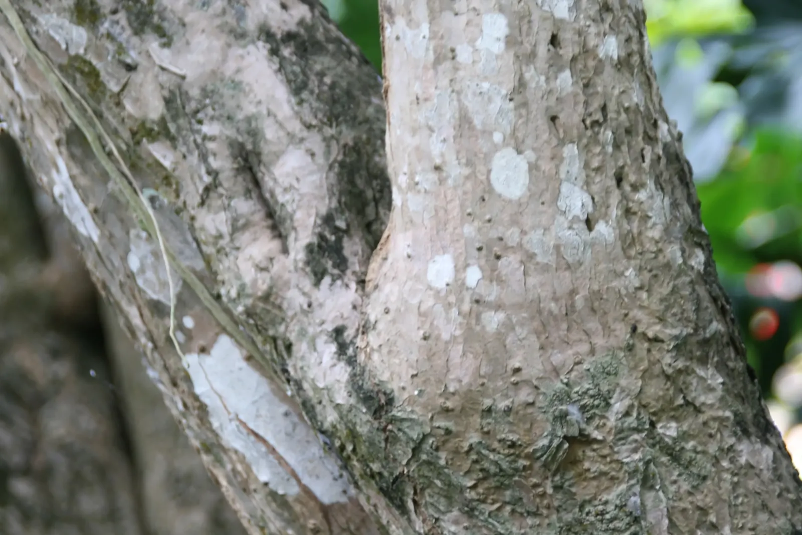Red-Edged Dracaena (Dracaena Marginata) — scientifically known as Dracaena marginata; its architectural form pairs well with lower-growing, image 55