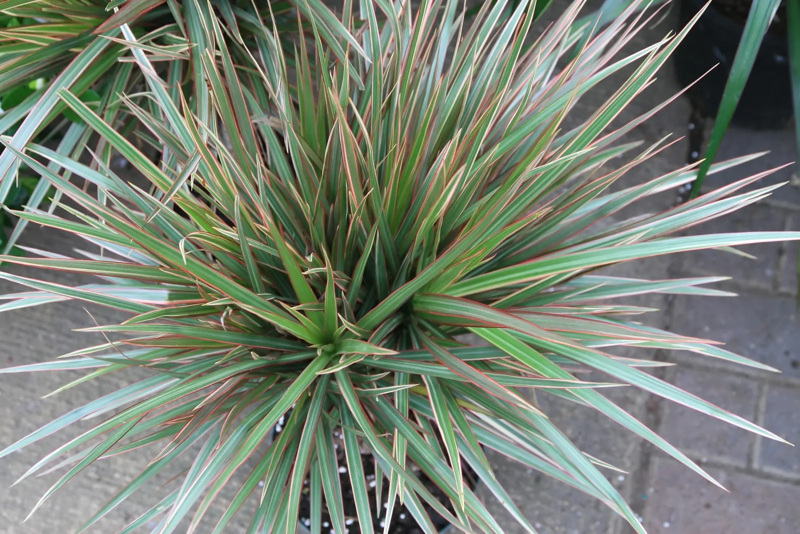 Red-Edged Dracaena (Dracaena Marginata) — is a striking and durable addition to any landscape or interior setting; its vertical growth and bold, image 56