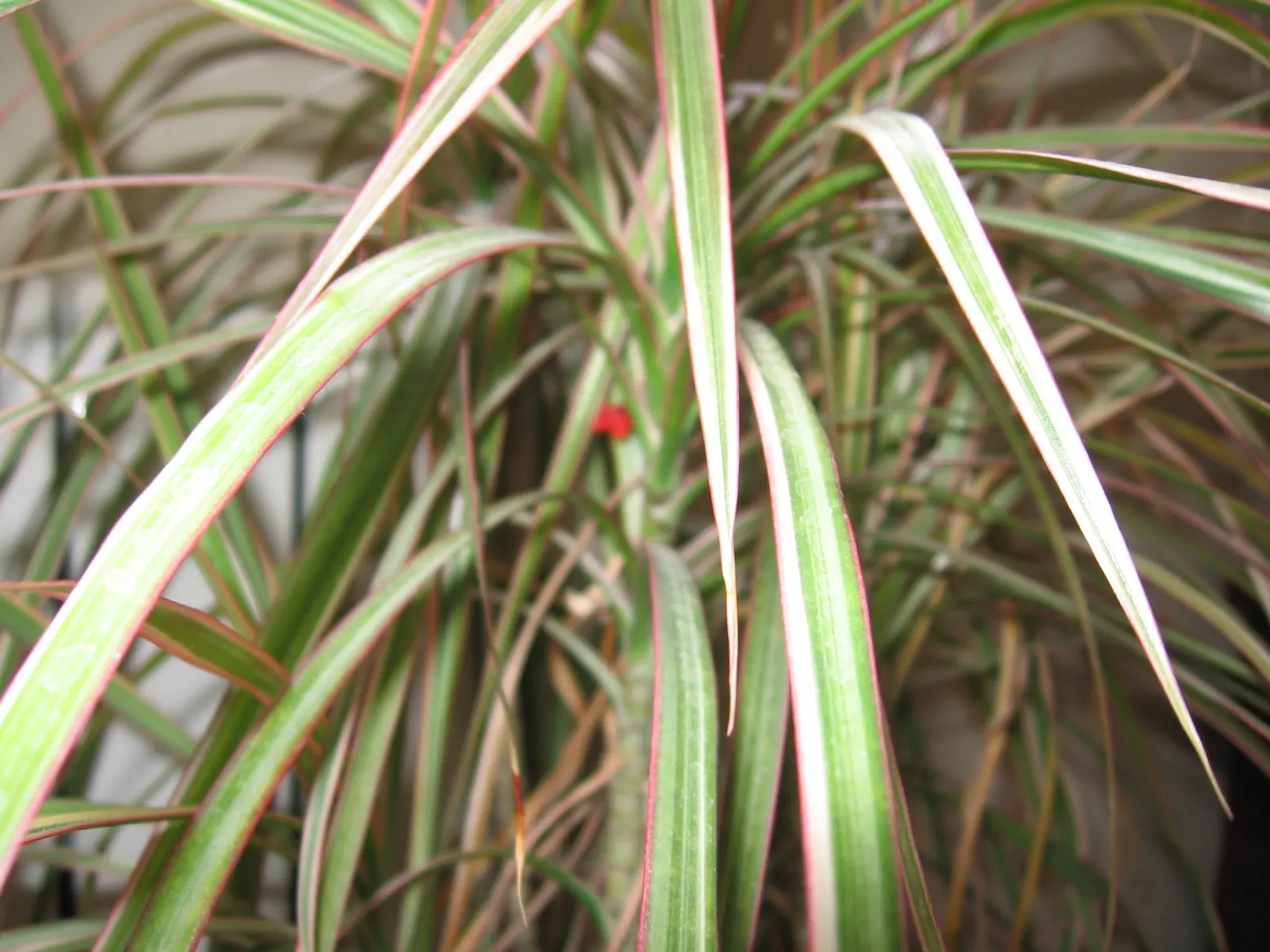 Red-Edged Dracaena (Dracaena Marginata) — Its architectural form pairs well with lower-growing