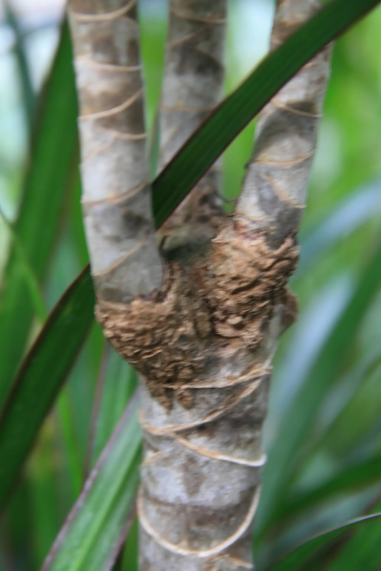 Red-Edged Dracaena (Dracaena Marginata) — imparting an exotic flair to its surroundings