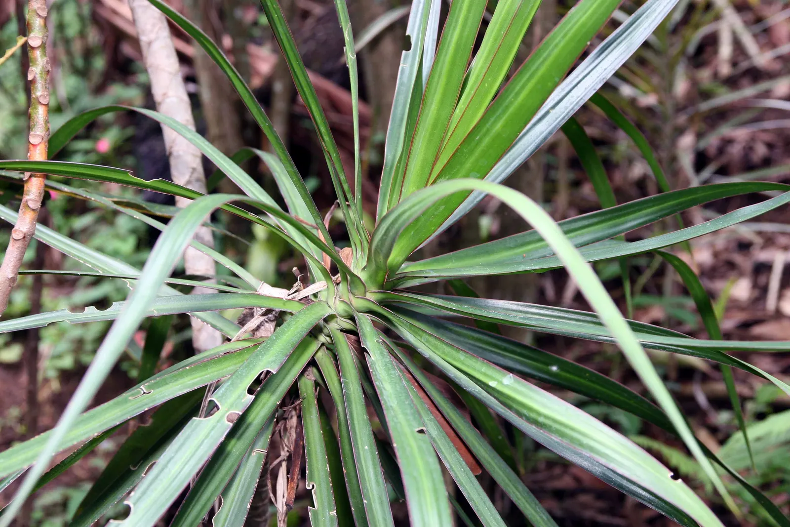 Red-Edged Dracaena (Dracaena Marginata) — This plant is characterized by its narrow leaves with vivid red edges, emanating from a central cane; imparting an