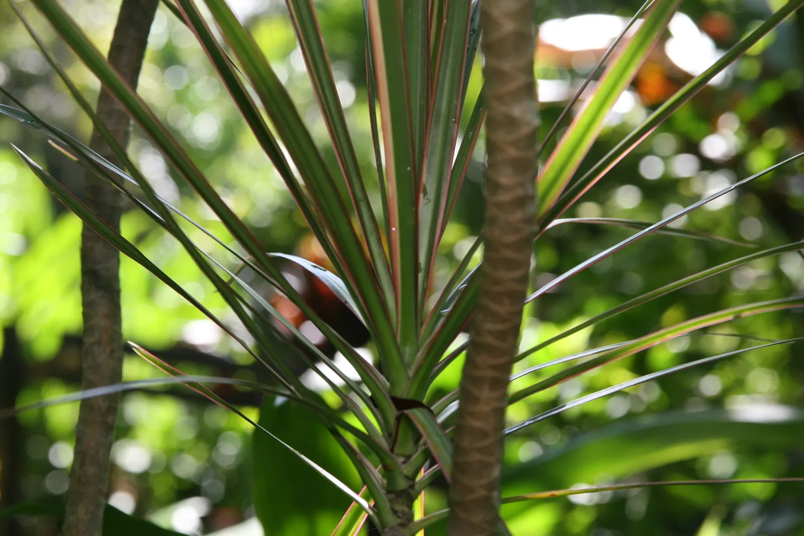 Red-Edged Dracaena (Dracaena Marginata) — This plant is characterized by its narrow leaves with vivid red edges, emanating from a central cane, image 50