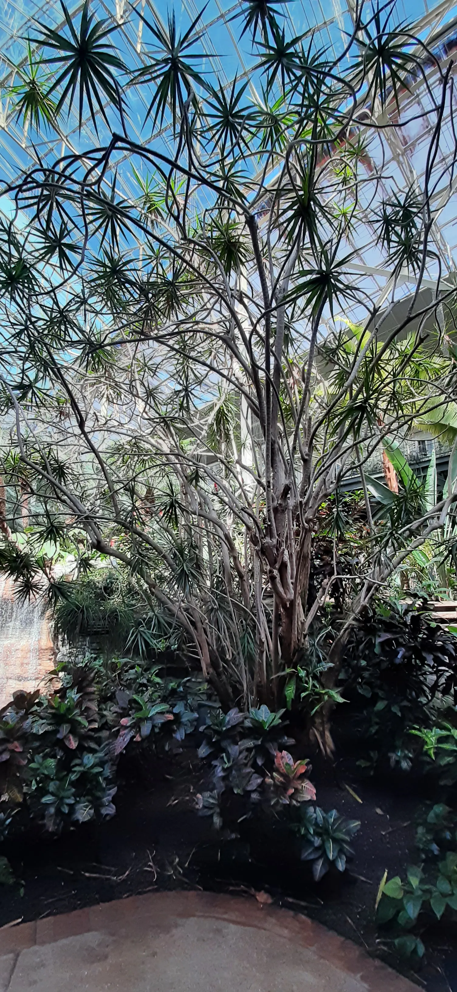 Red-Edged Dracaena (Dracaena Marginata) — This species flourishes in well-draining soil and requires moderate moisture; the Red-Edged Chevron Plant, image 87